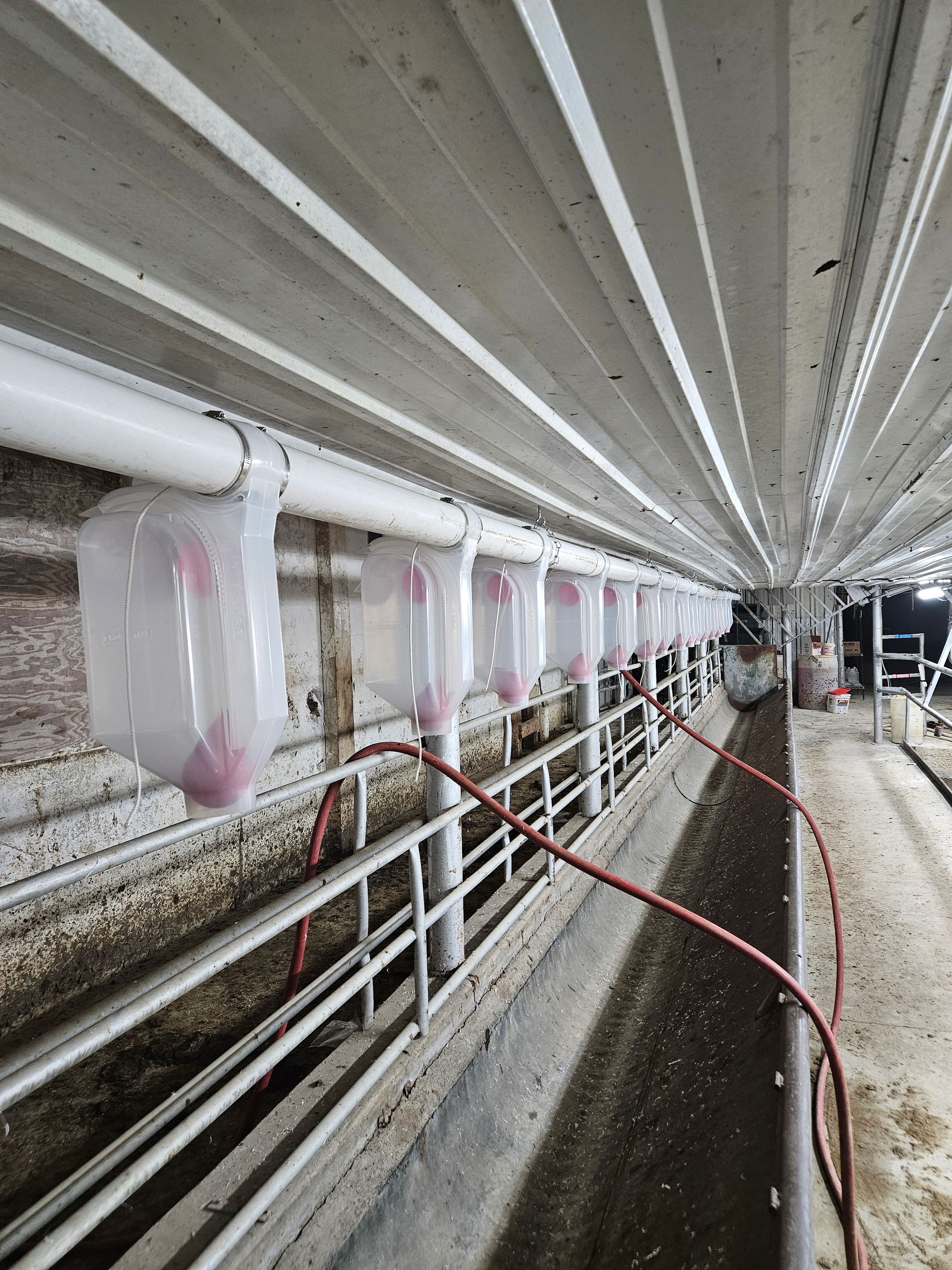 Milk production line with hanging bags, white pipes, and railings in an industrial facility