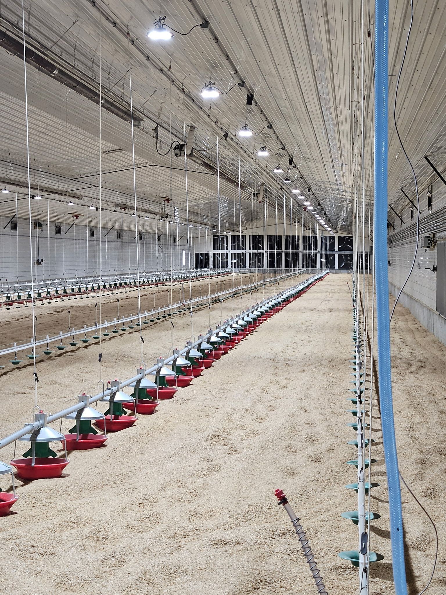 Large poultry barn with rows of red feed/water lines and chicks on a pale litter floor