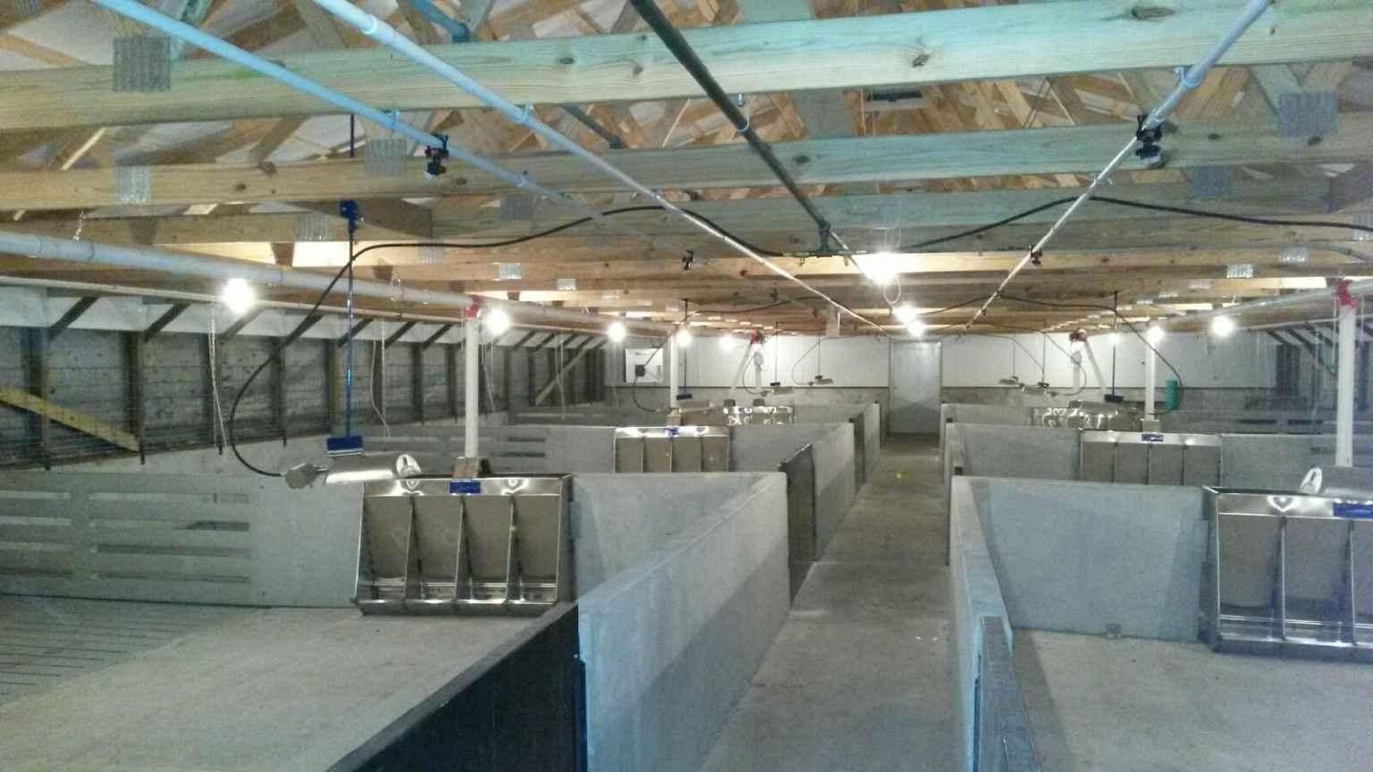 Interior of a large industrial barn with wooden trusses and raised concrete stalls.