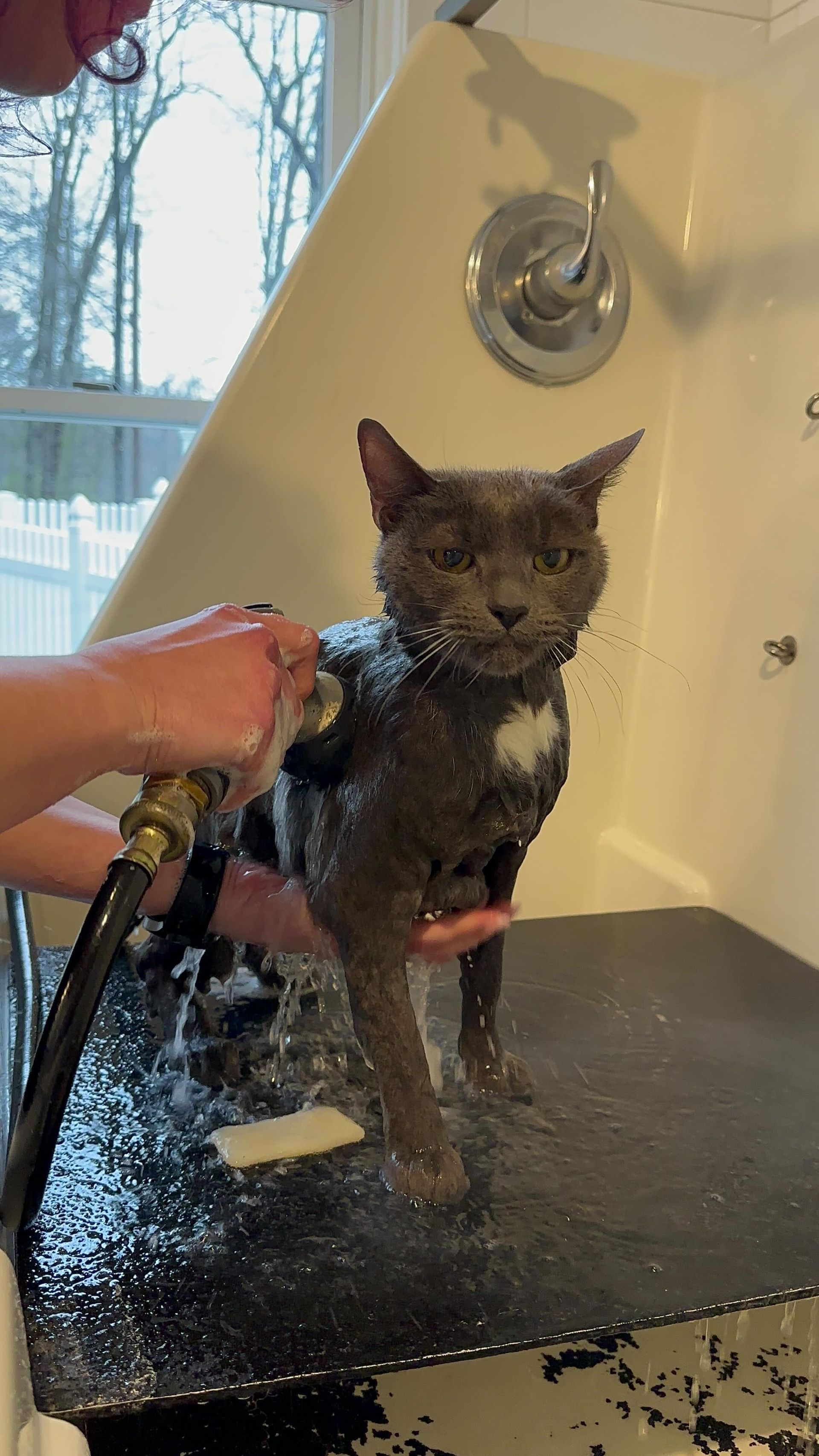 Small wet black cat being rinsed in a bathtub with a handheld shower sprayer