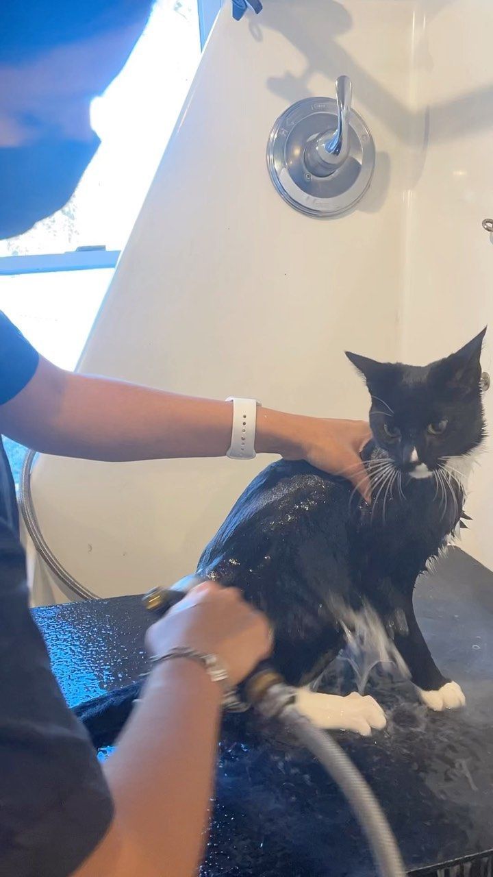 Wet black-and-white cat being rinsed in a tub by two hands under a showerhead