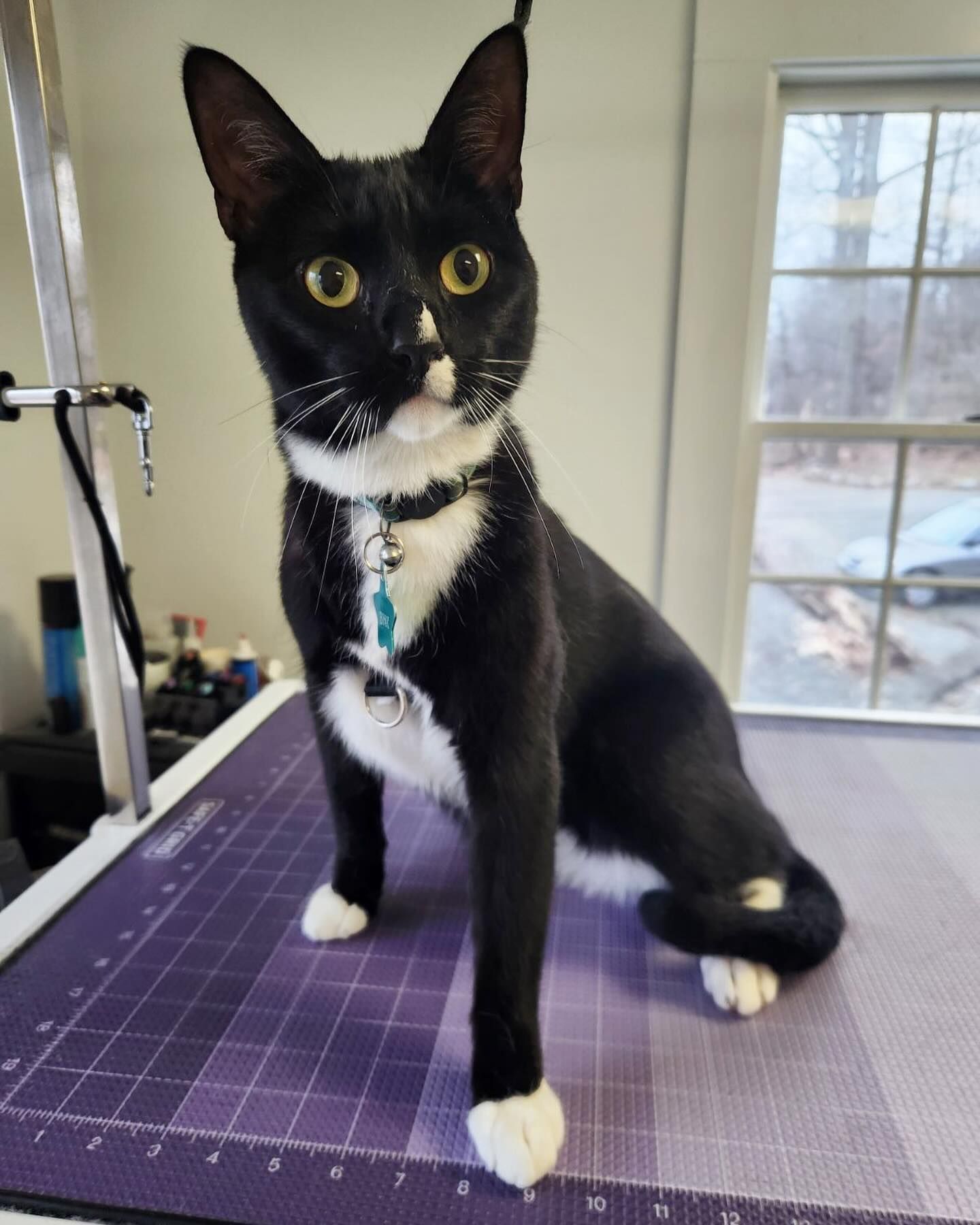 Black-and-white cat wearing a collar, sitting on a cutting mat near a window.