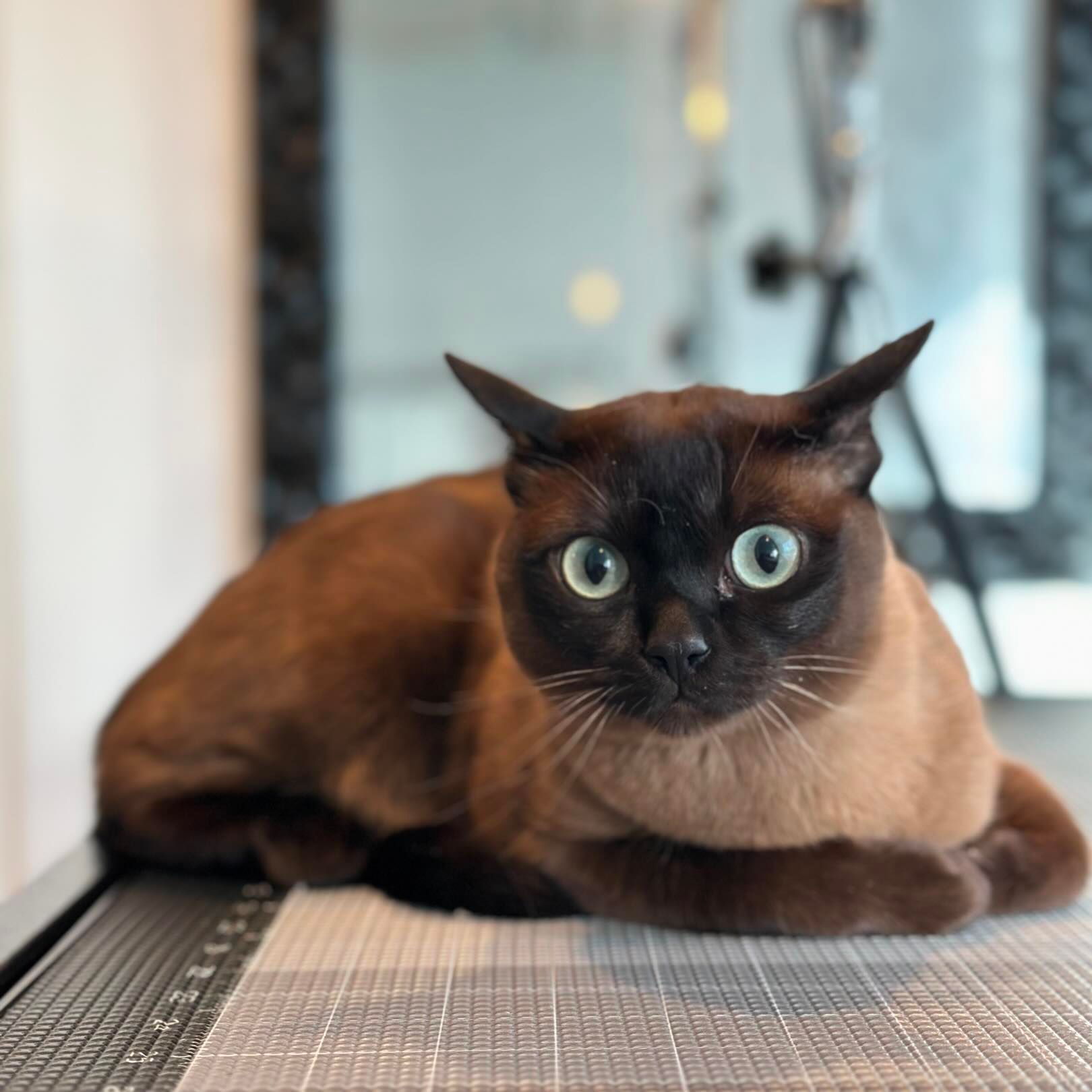 Siamese cat with bright blue eyes lying on a table indoors, looking alert