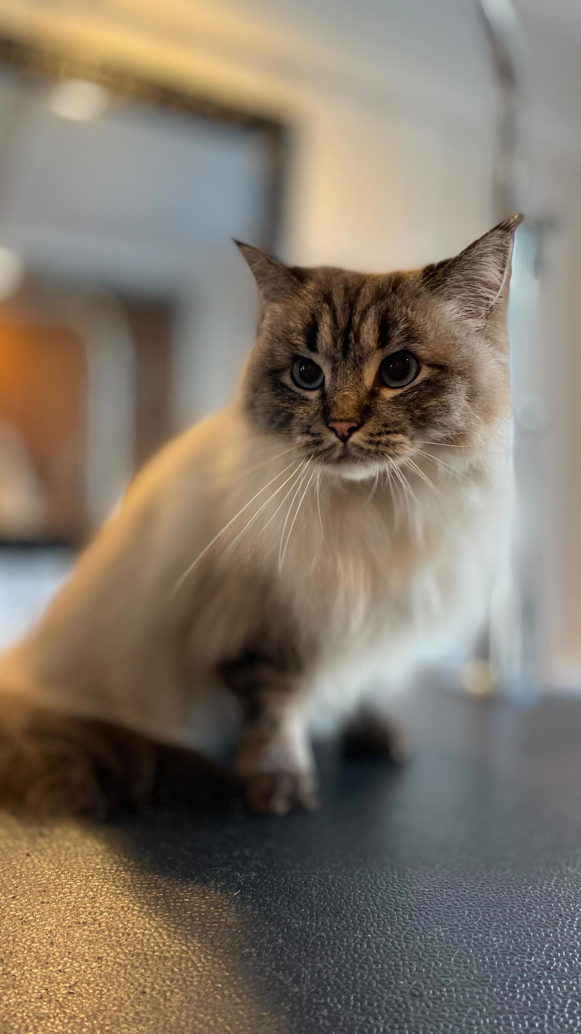 Fluffy brown-and-white cat sitting on a countertop in a softly lit indoor room.