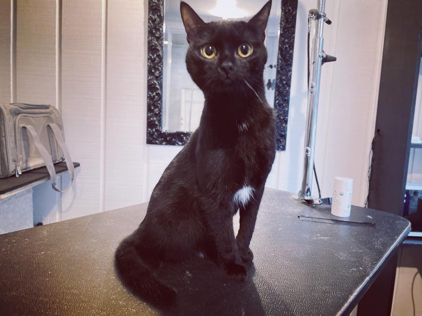 Black cat sitting on a grooming table, facing forward in a salon.