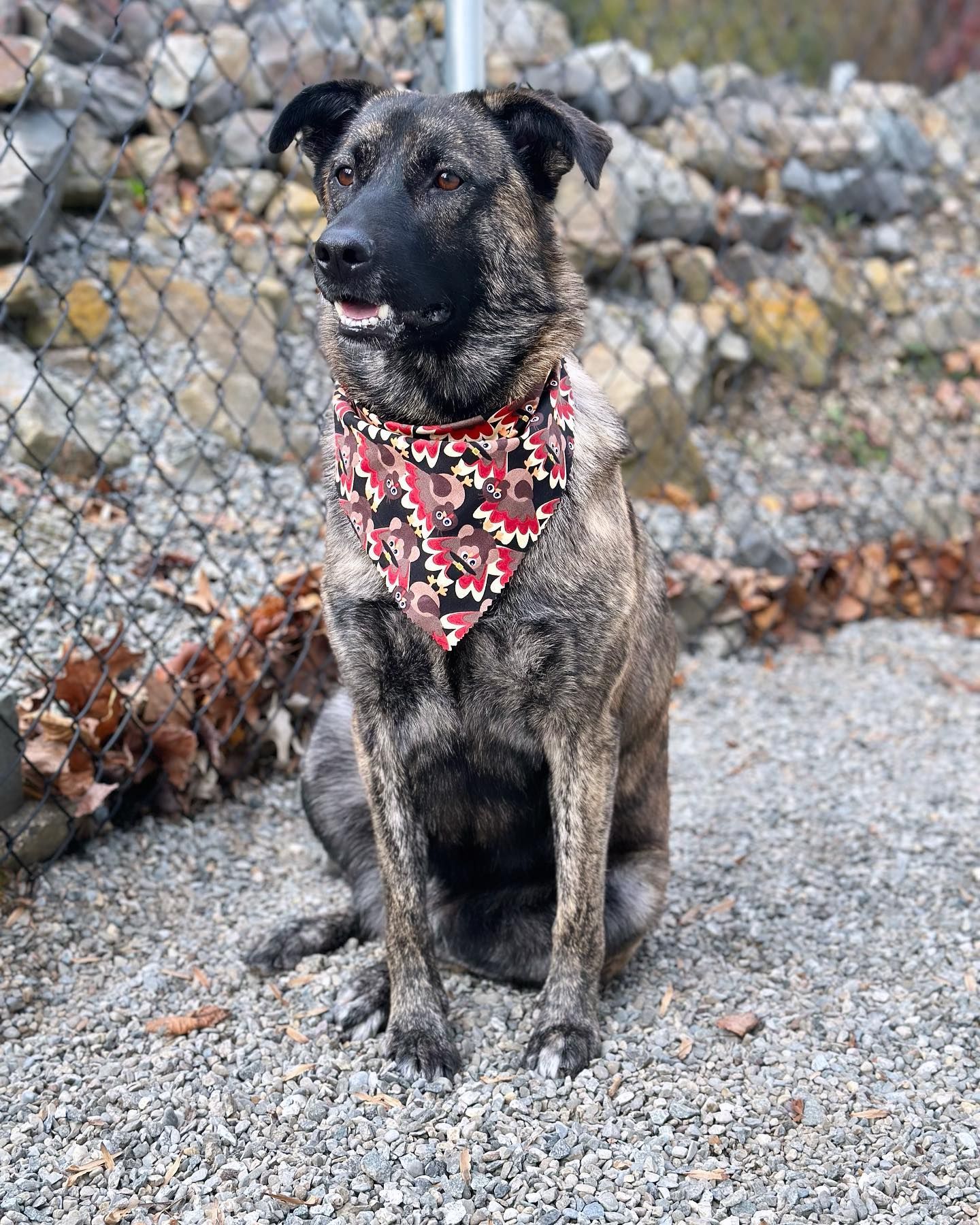 Black brindle dog wearing a red patterned bandana sits on gravel by a chain-link fence.