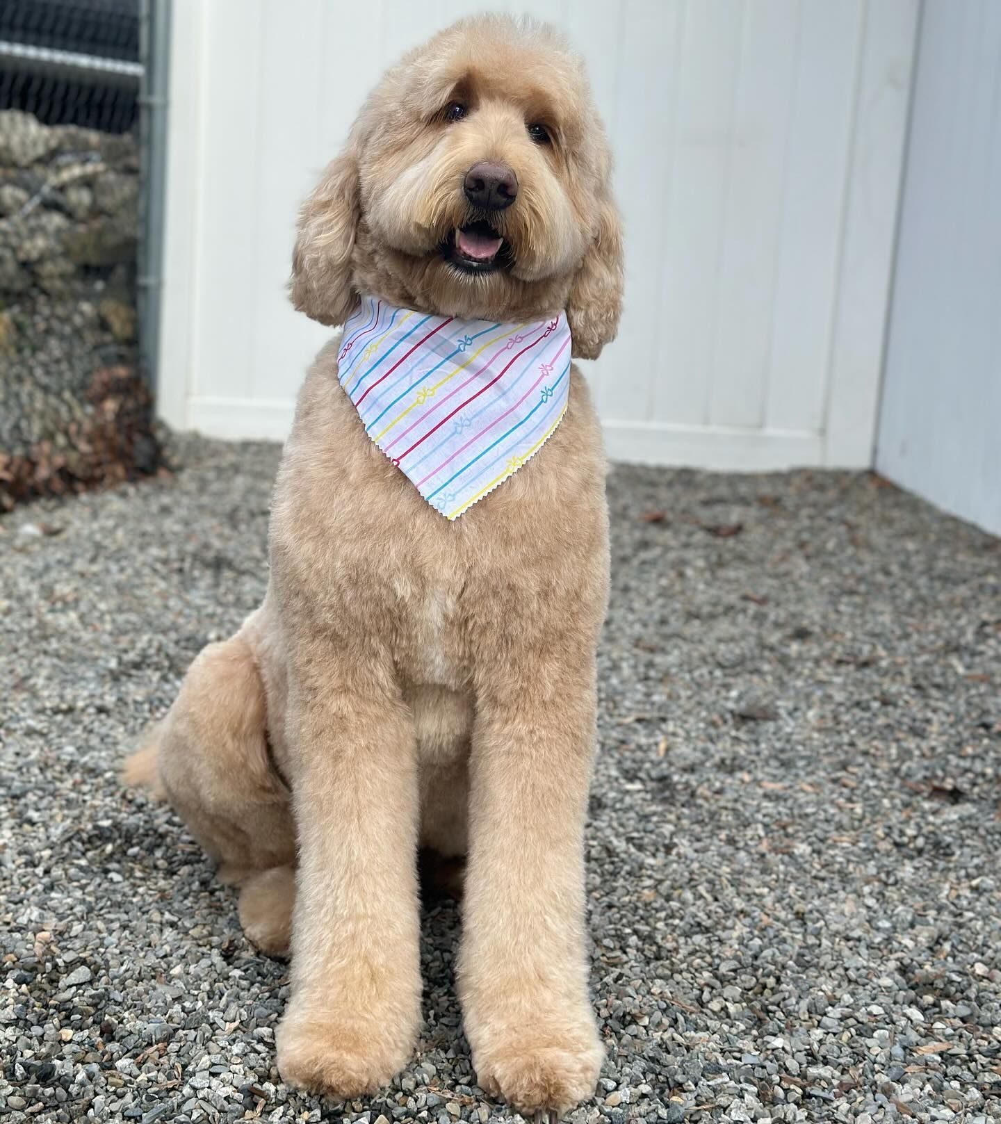 Curly tan dog sitting on gravel, wearing a pastel striped bandana.