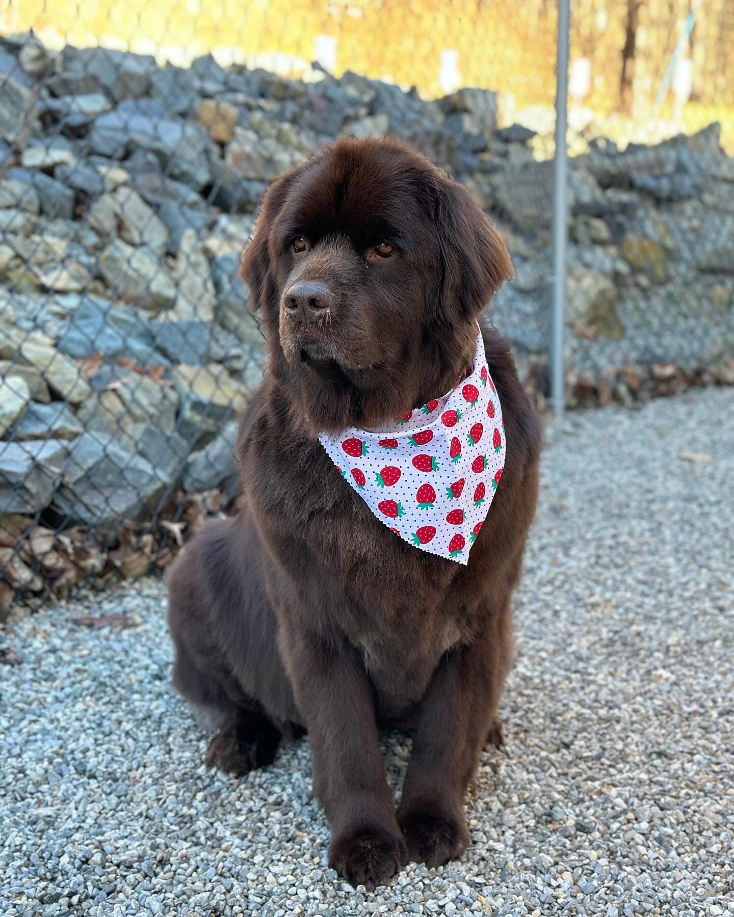 Brown dog wearing a red polka-dot bandana sitting on gravel outdoors near a stone wall