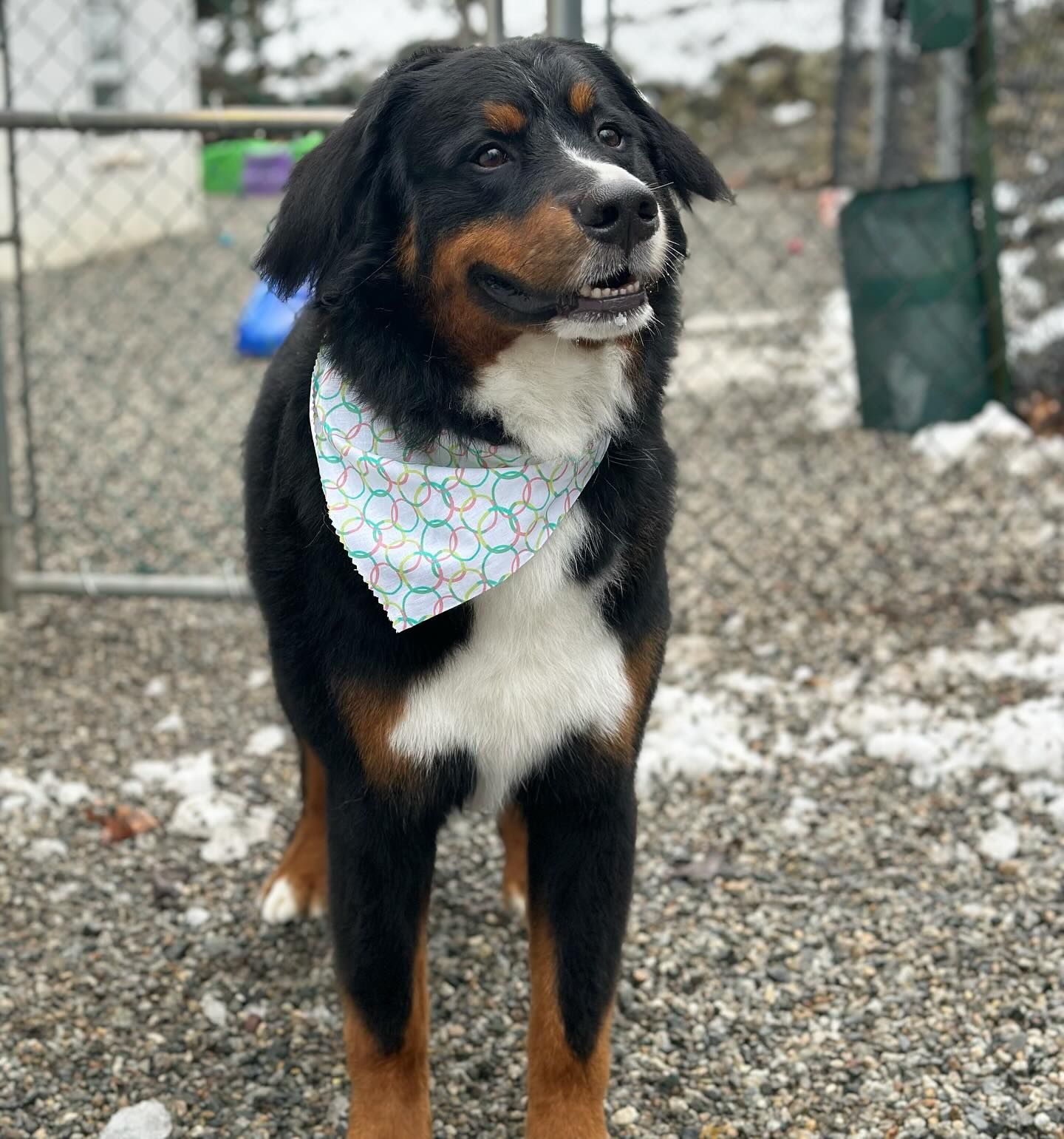 Black, brown, and white dog wearing a patterned bandana stands on gravel by a snowy fence.