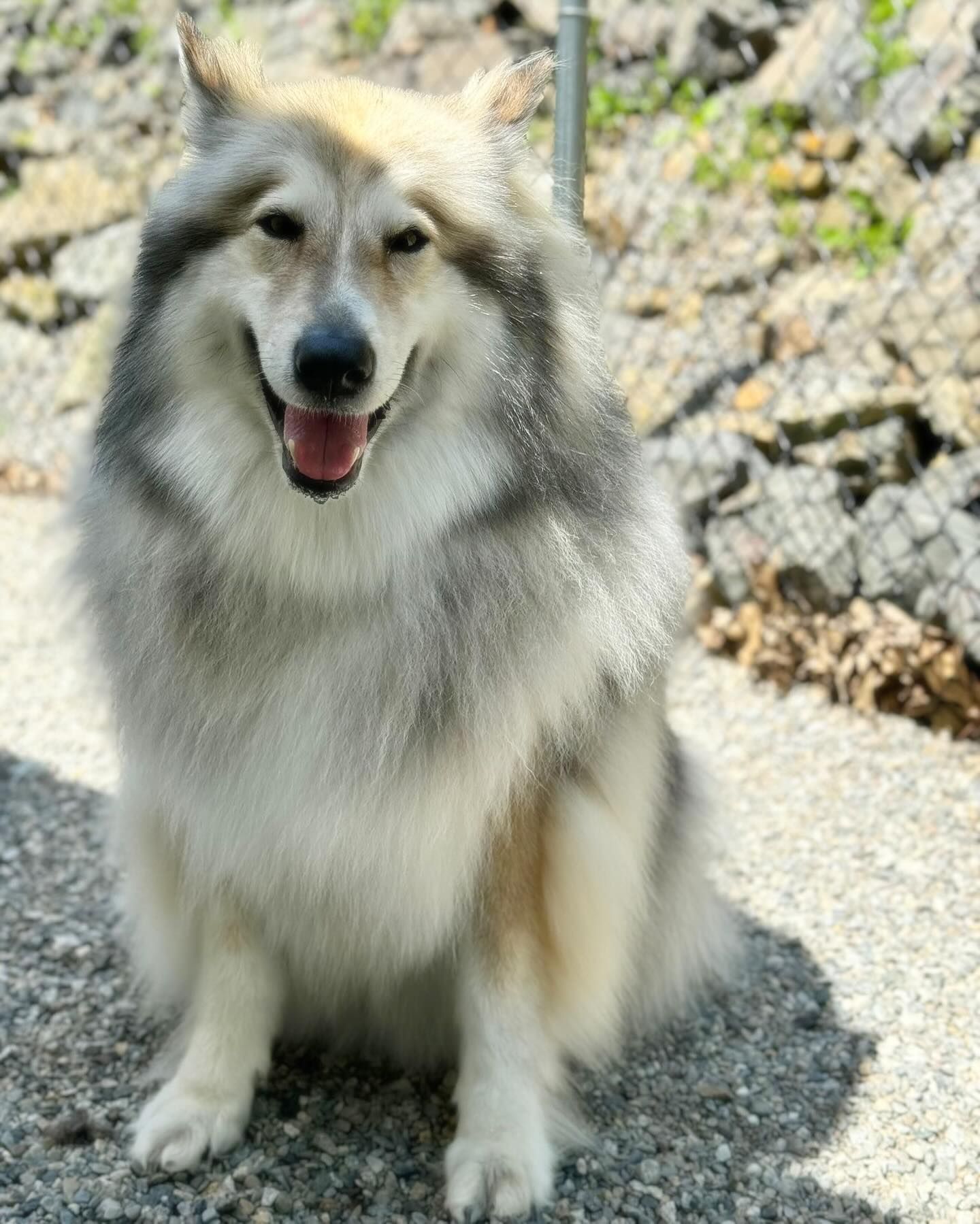 Fluffy white-and-tan dog sitting on gravel, panting with a happy expression.