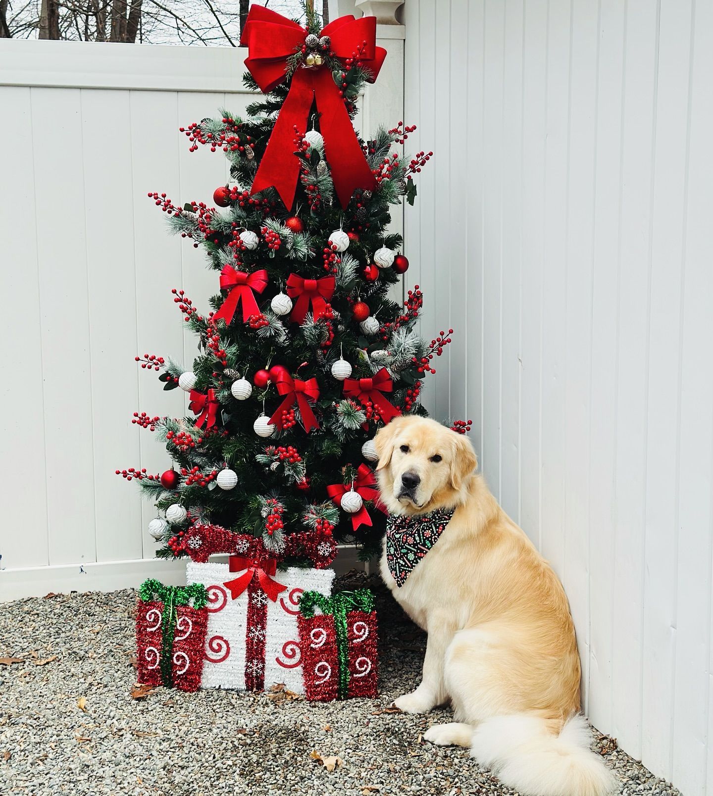 Golden retriever beside a decorated Christmas tree with red bows and gift boxes in a snowy yard