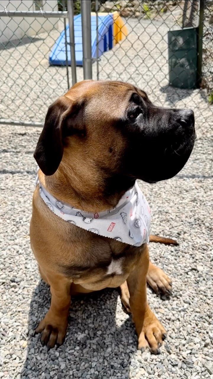 Brown dog wearing a white bandana sitting on gravel and looking left by a chain-link fence