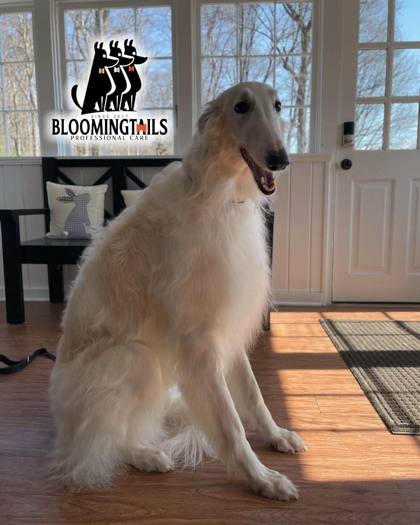 White Borzoi sitting on a sunlit wooden floor by a door and windows, with a Bloomingtails logo in the background