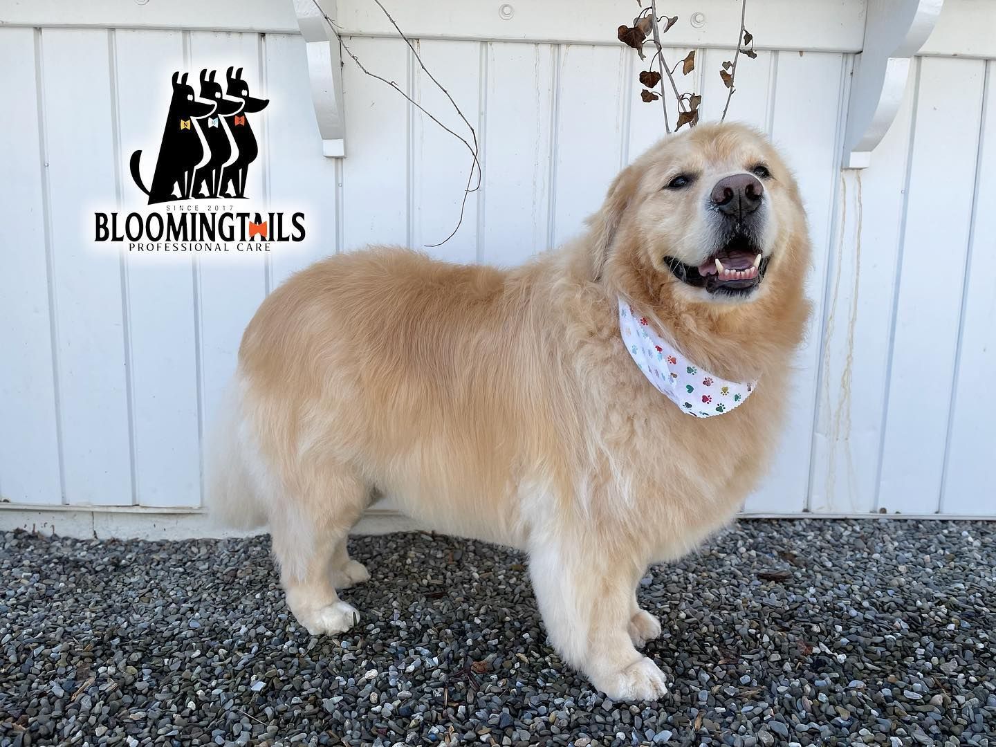 Golden retriever wearing a polka dot bandana stands on gravel beside a white fence with a Bloomingtails logo.