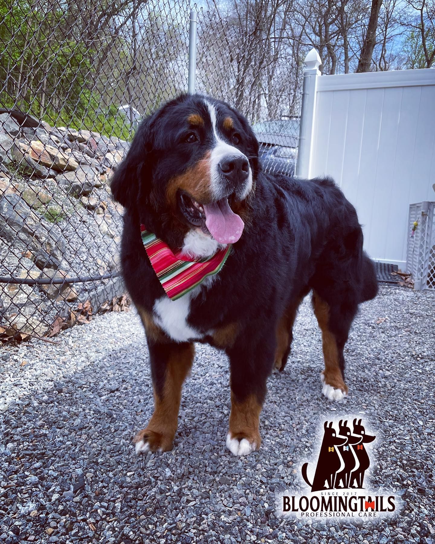 Large black, white, and brown dog wearing a red striped bandana standing on gravel outdoors near a white fence.