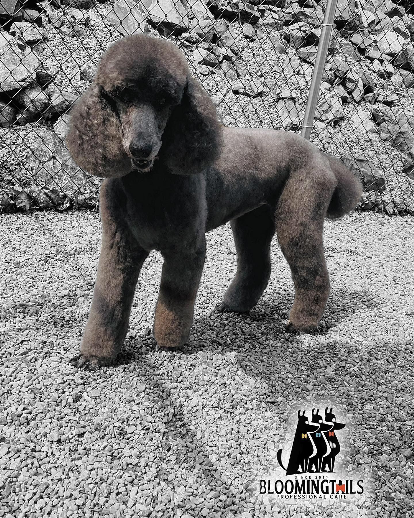 Black poodle standing on gravel, with a BloomingTails logo in the corner