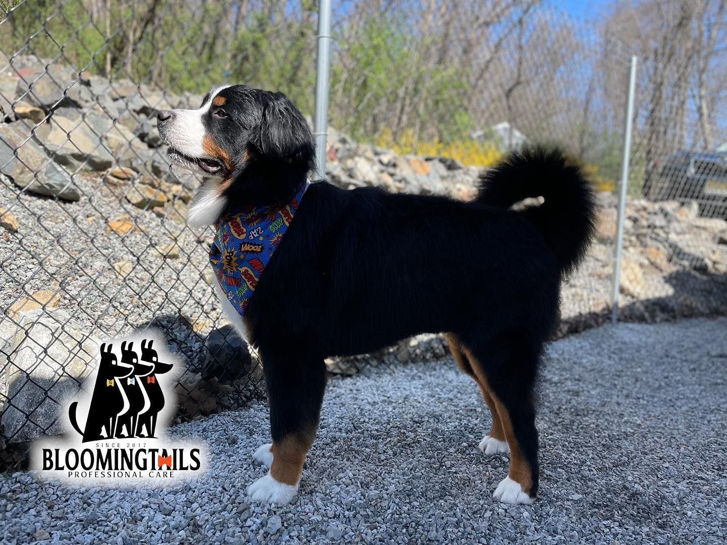 Black, tan, and white dog standing on a gravel path beside a stone wall and chain-link fence.