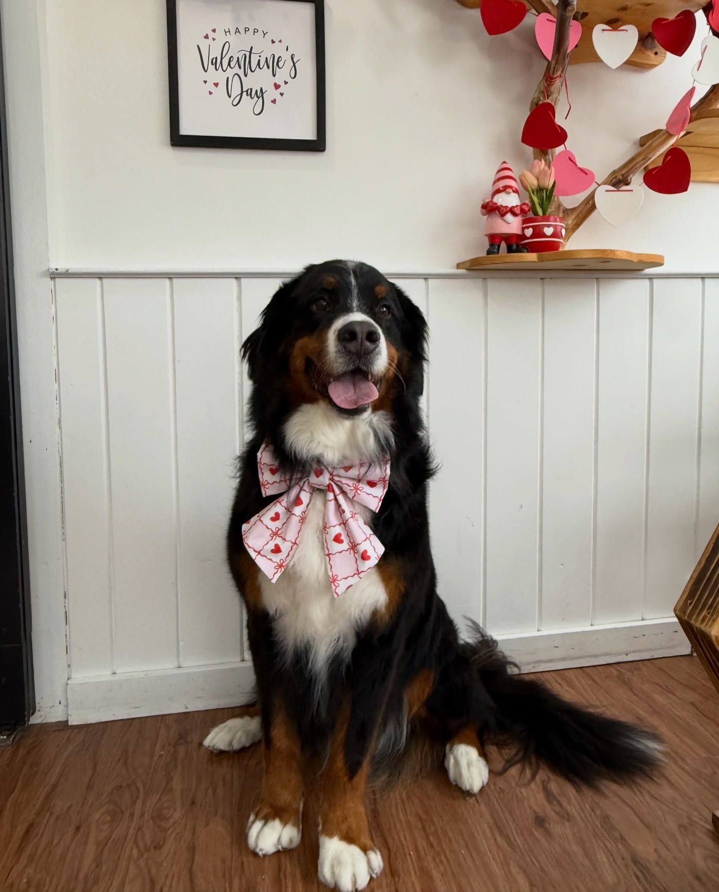 Black and white dog wearing a pink bow, sitting indoors beside heart decorations.