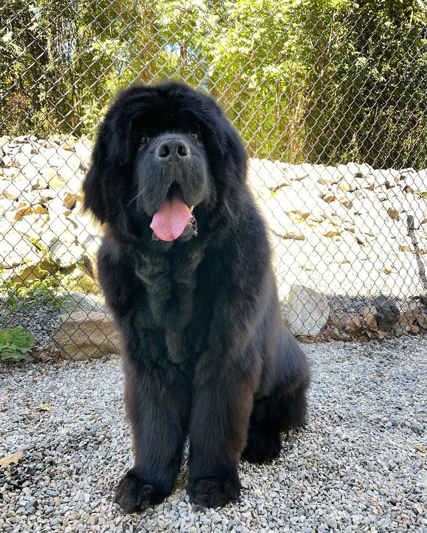 Black fluffy dog sitting outdoors on gravel, tongue out, in front of a chain-link fence.