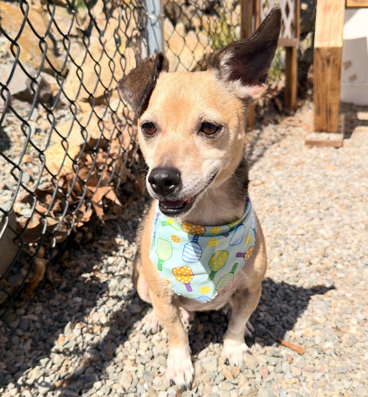 Small tan dog wearing a light blue floral bandana sits in a sunny gravel yard by a chain-link fence