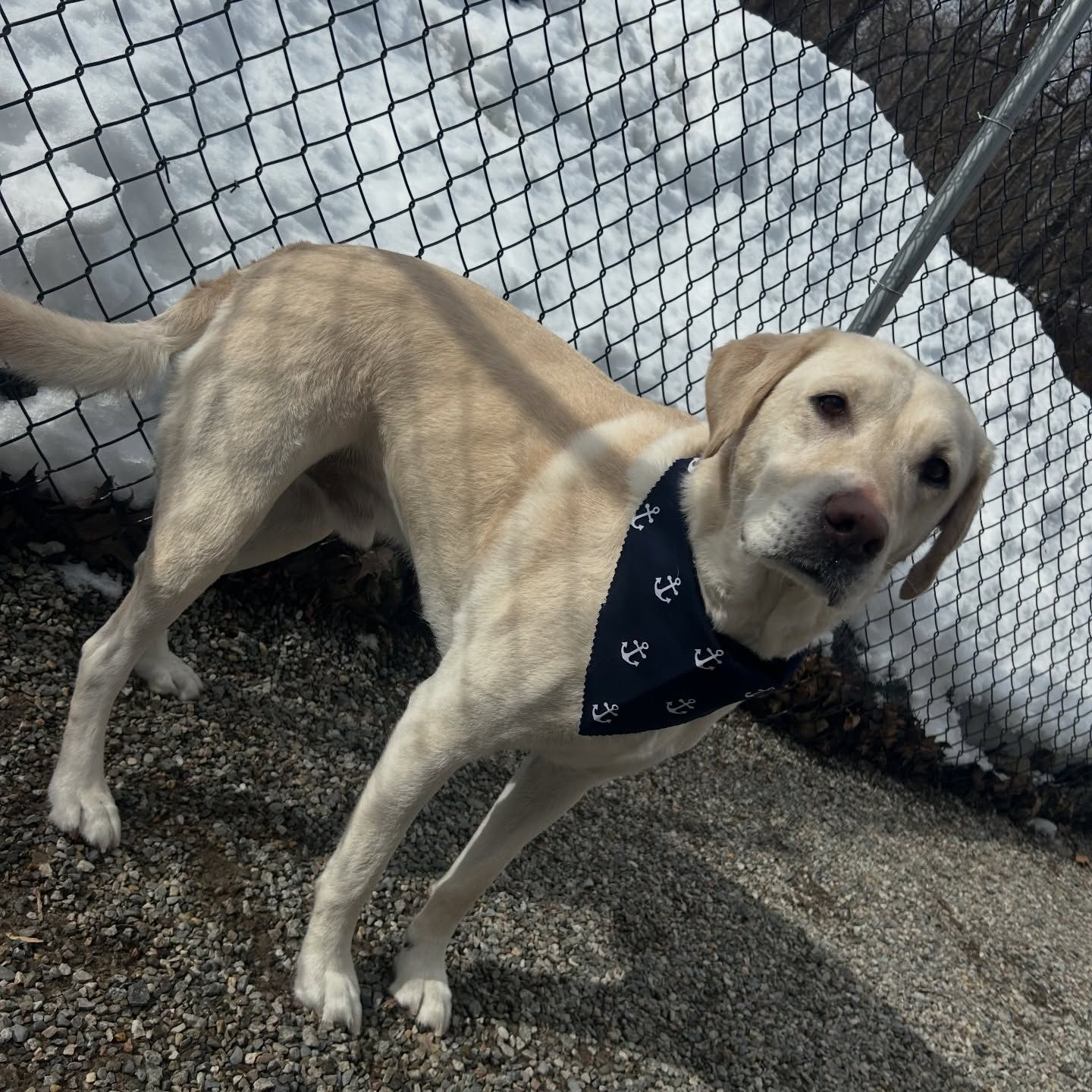 Yellow Labrador wearing a navy bandana stands by a chain-link fence on gravel and snow.