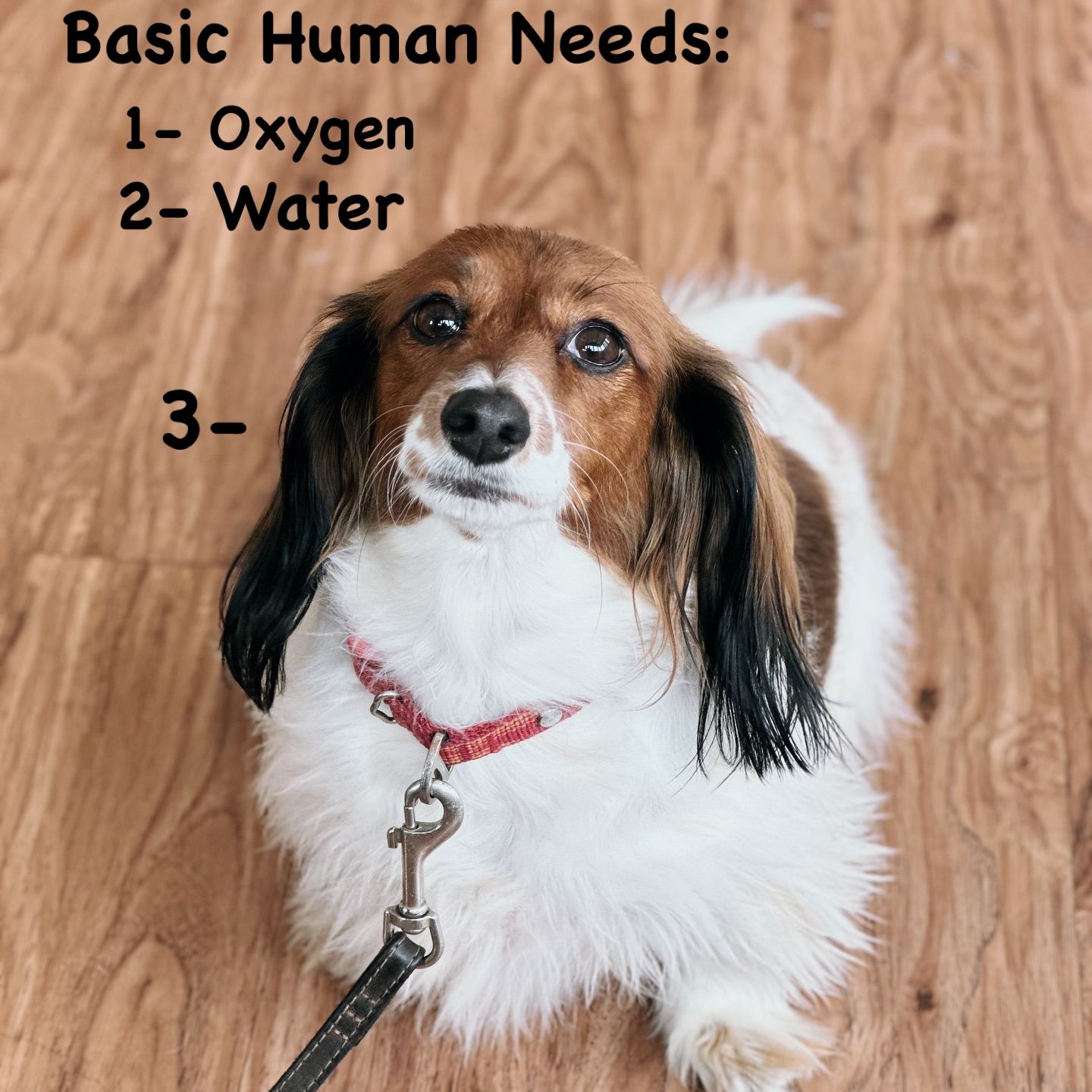 Dog wearing a red harness beside text listing basic human needs: oxygen, water, and a blank third line