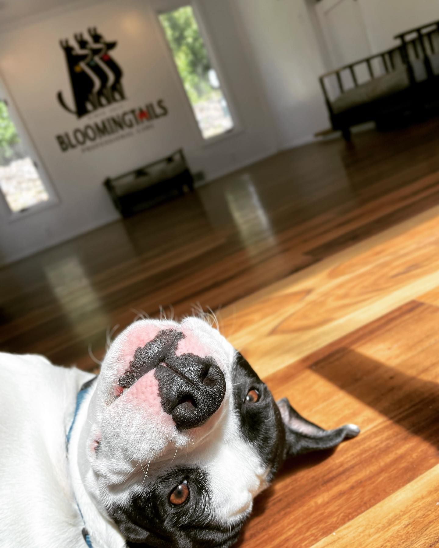 Black-and-white dog lying on a shiny wood floor in a bright room with a Bloomingdales sign in the background