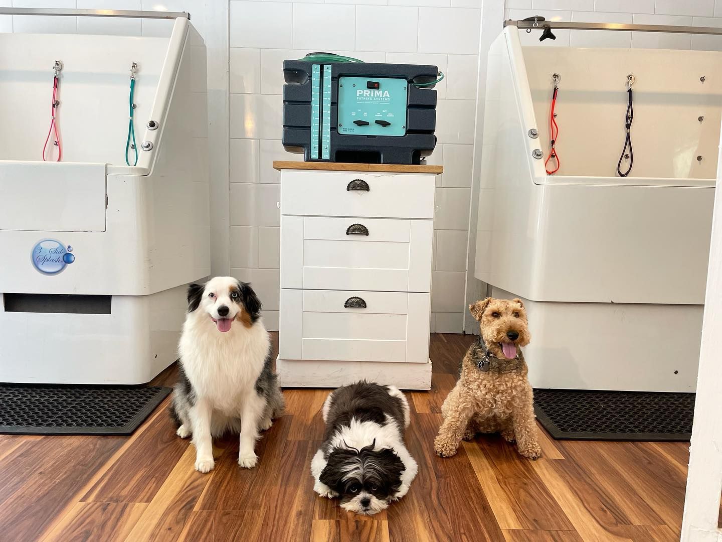 Three dogs sitting in a groomer’s bathing area beside sinks and a central cabinet.