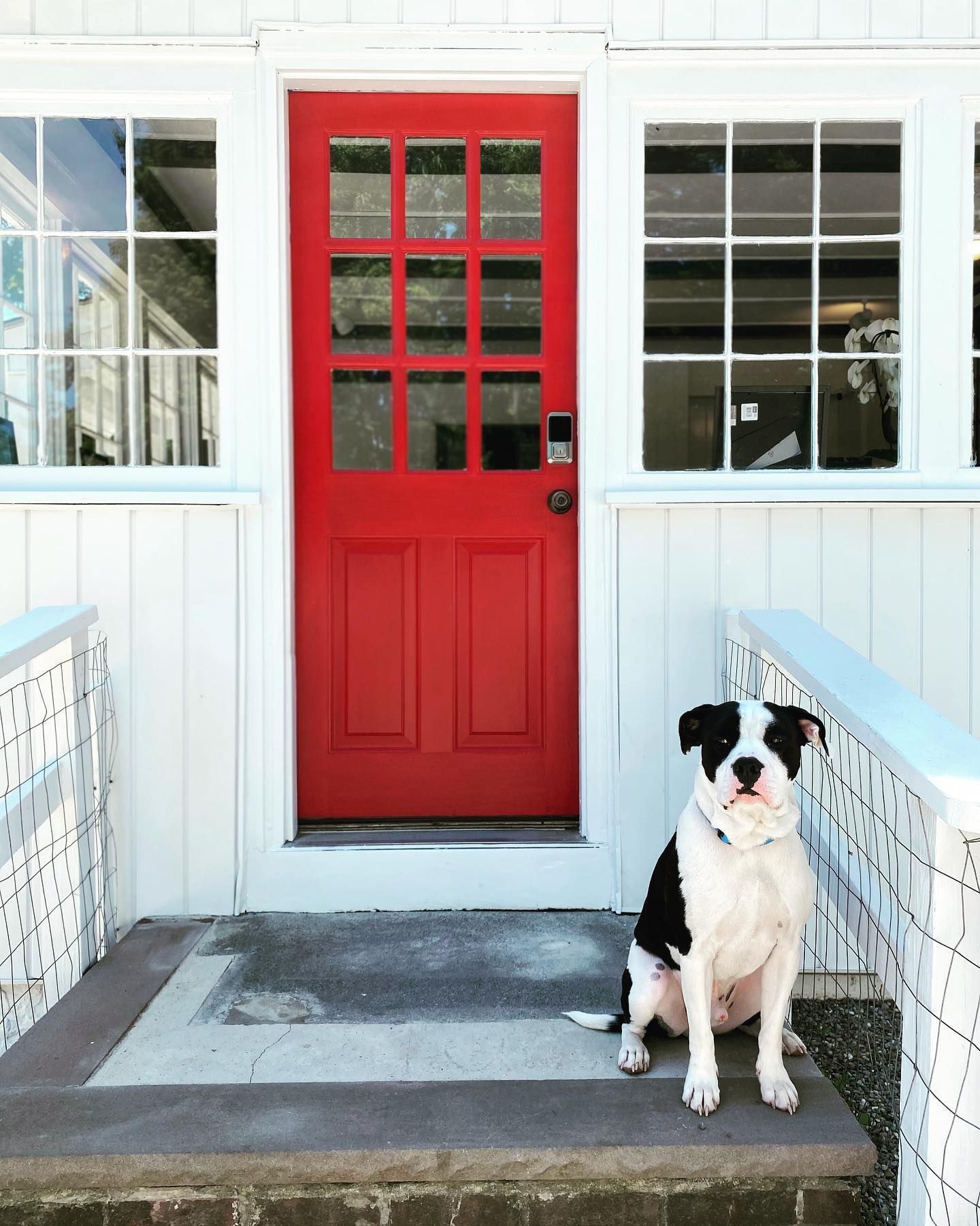 Black-and-white dog sitting on a porch in front of a red front door