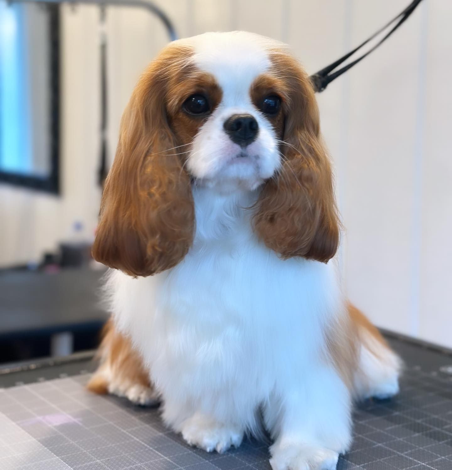 Small brown-and-white Cavalier King Charles Spaniel sitting on a grooming table, facing forward.