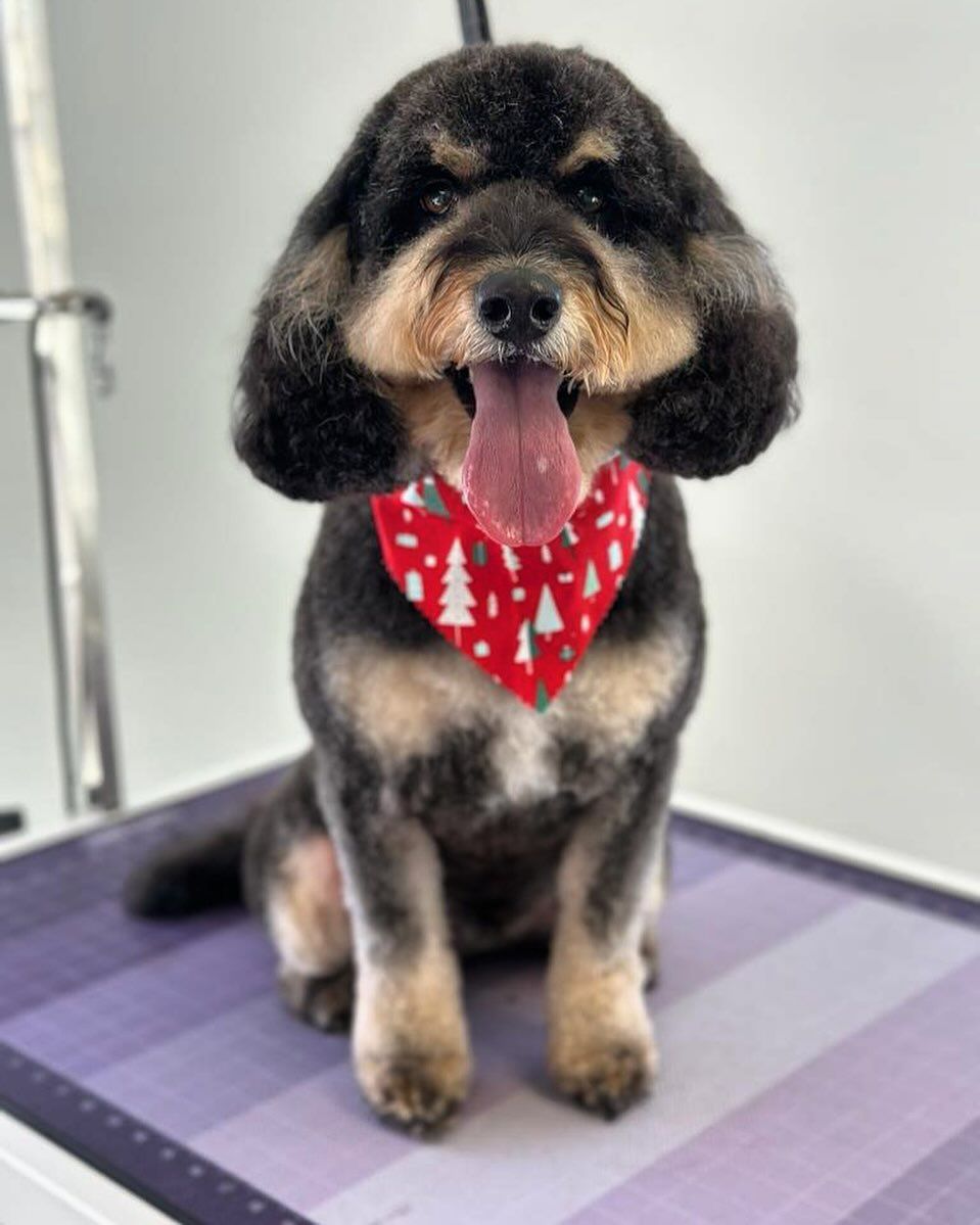 Black-and-tan dog with a red bandana sitting on a grooming table, tongue out