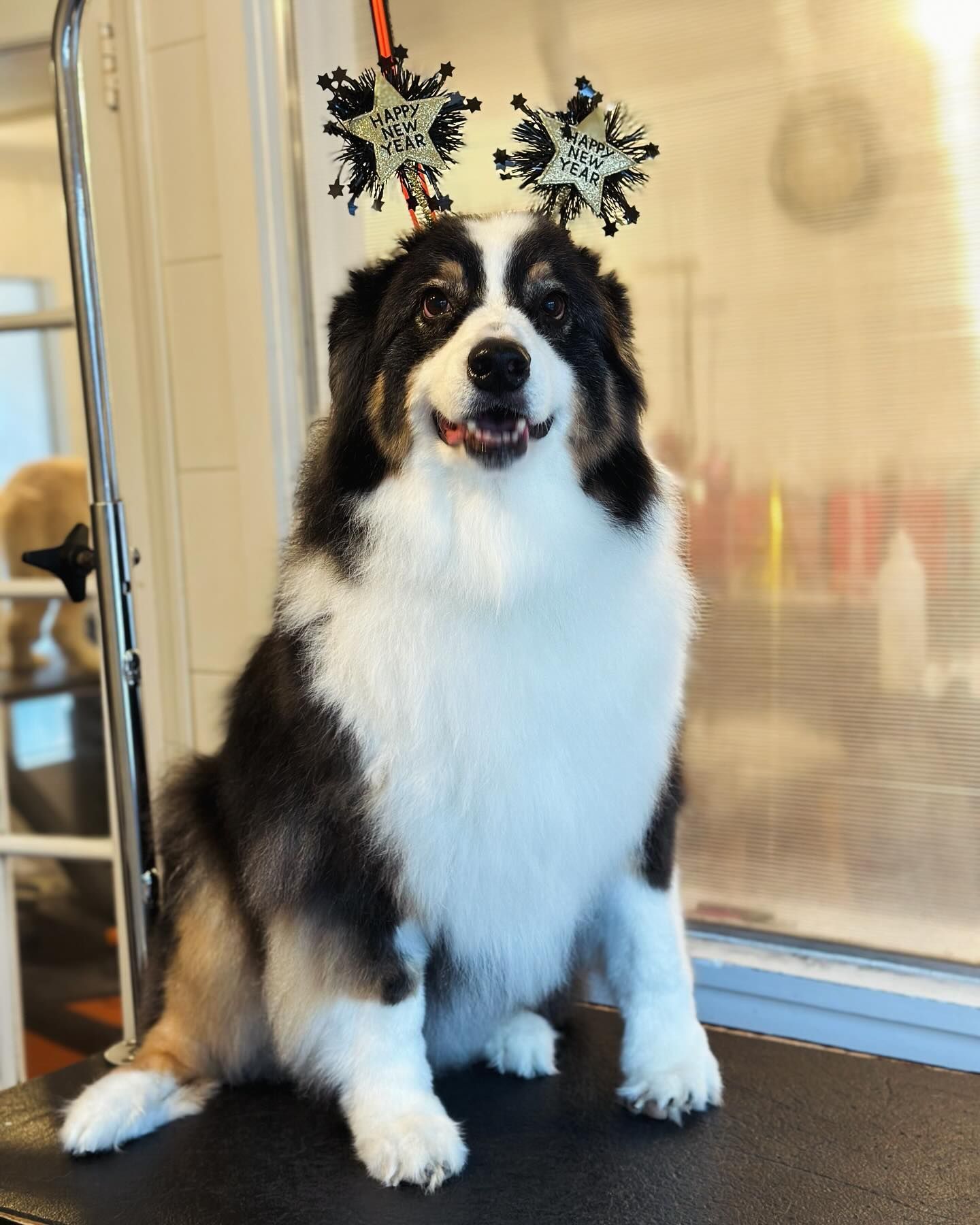Black-and-white dog wearing antler headband, sitting and smiling indoors beside a glass door
