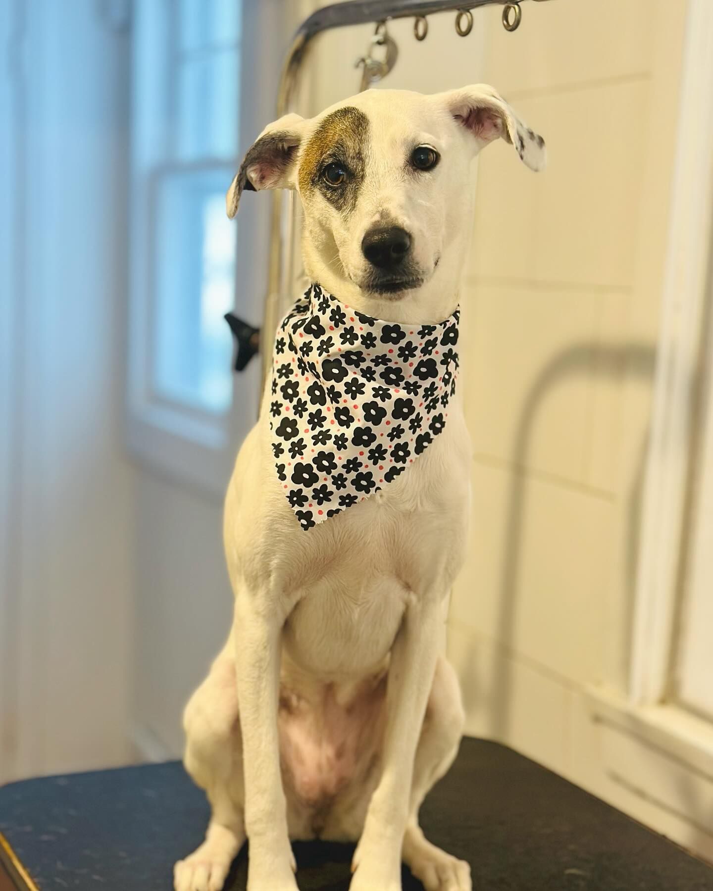 White dog with black spots wearing a patterned bandana, sitting indoors by a window.