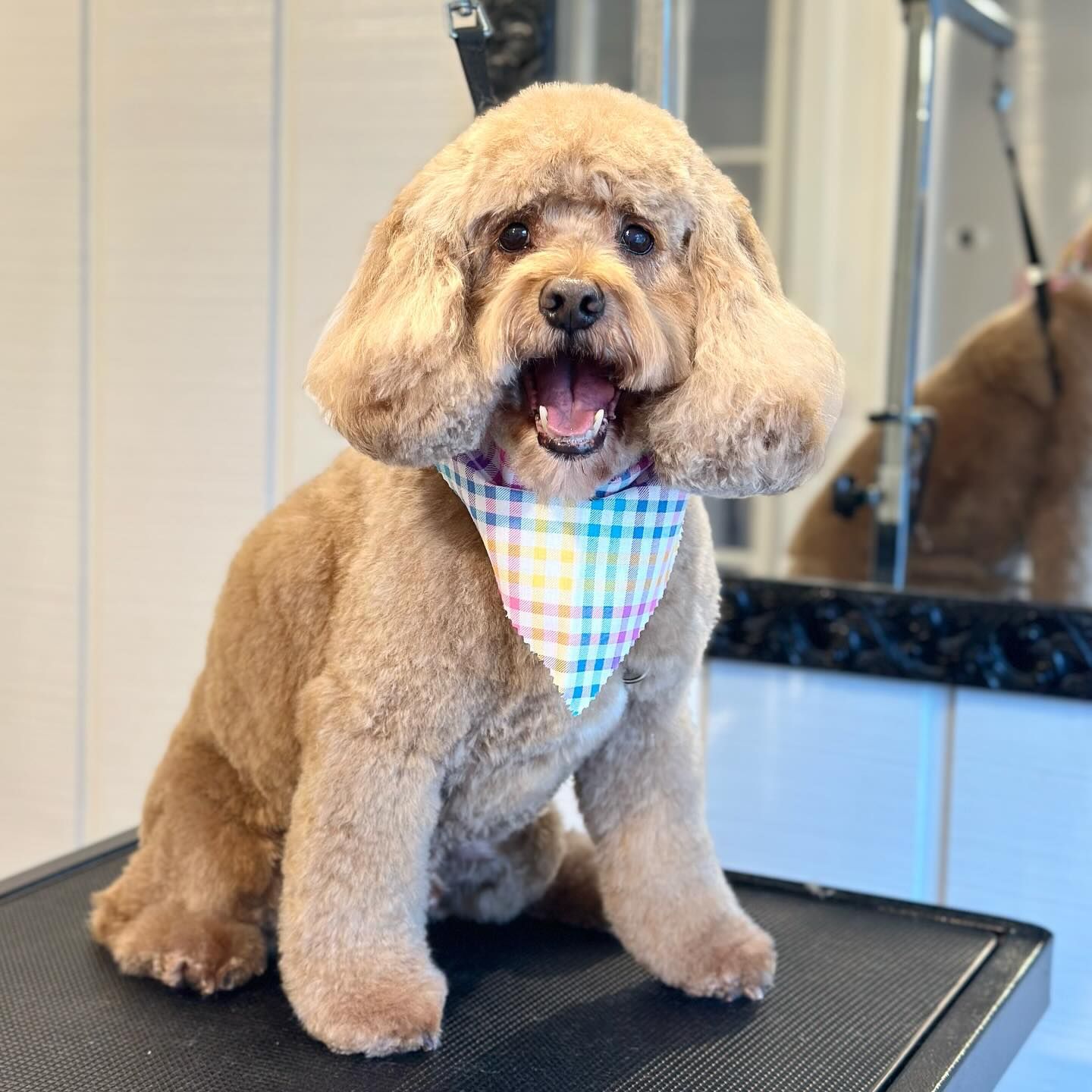 Fluffy tan poodle sitting on a grooming table, wearing a pastel checkered bandana
