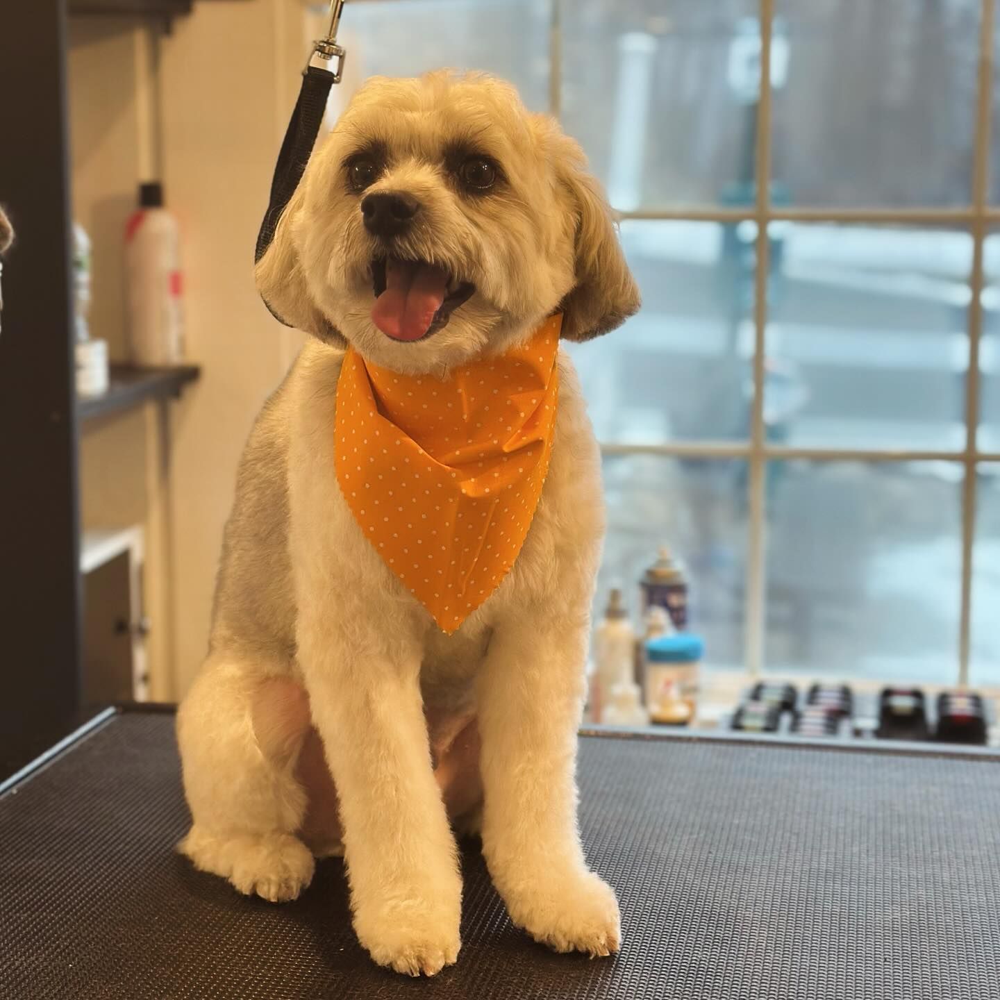 Small fluffy dog wearing an orange bandana, sitting on a grooming table and panting near a window.
