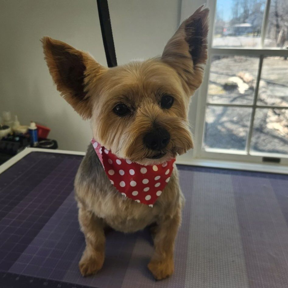 Small tan dog with large ears wearing a red polka-dot bandana, sitting indoors by a window.