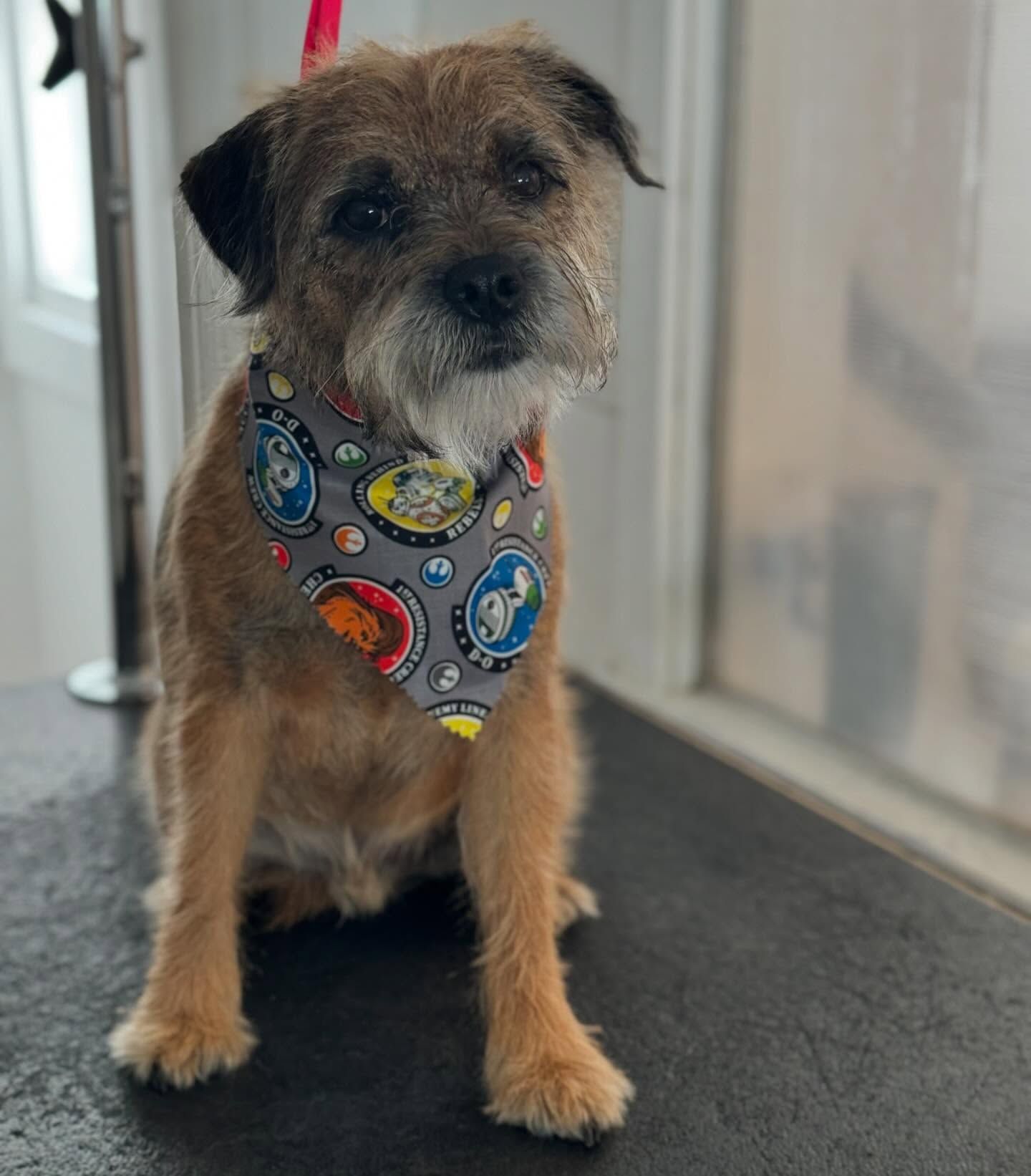 Small brown terrier wearing a colorful bandana, sitting on a gray floor by a glass wall.
