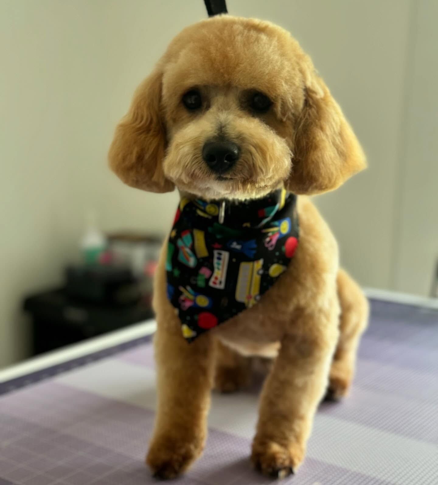 Small tan poodle wearing a colorful bandana, standing on a table and looking at the camera.