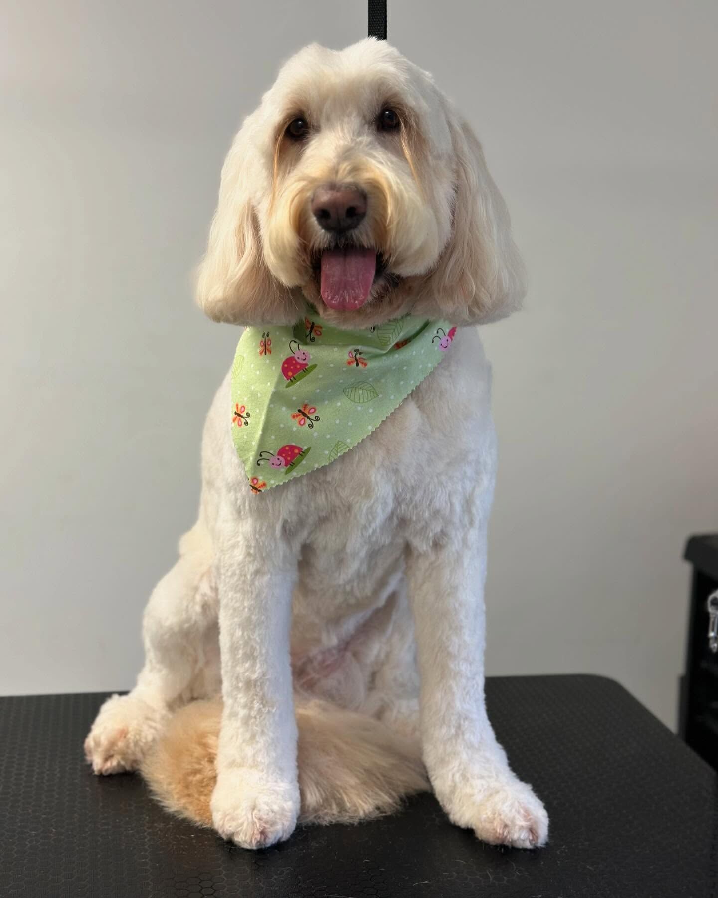 Fluffy cream-colored dog sitting on a black table, wearing a green bandana with red flowers.
