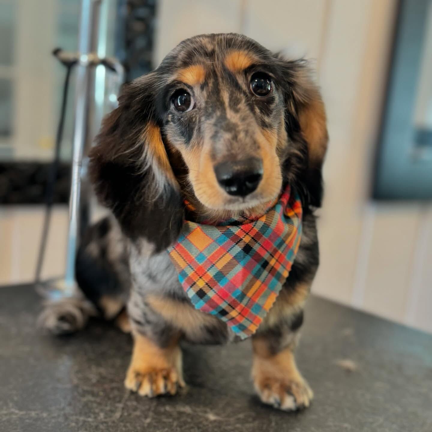Small long-haired dachshund wearing a plaid bandana, standing indoors on a table
