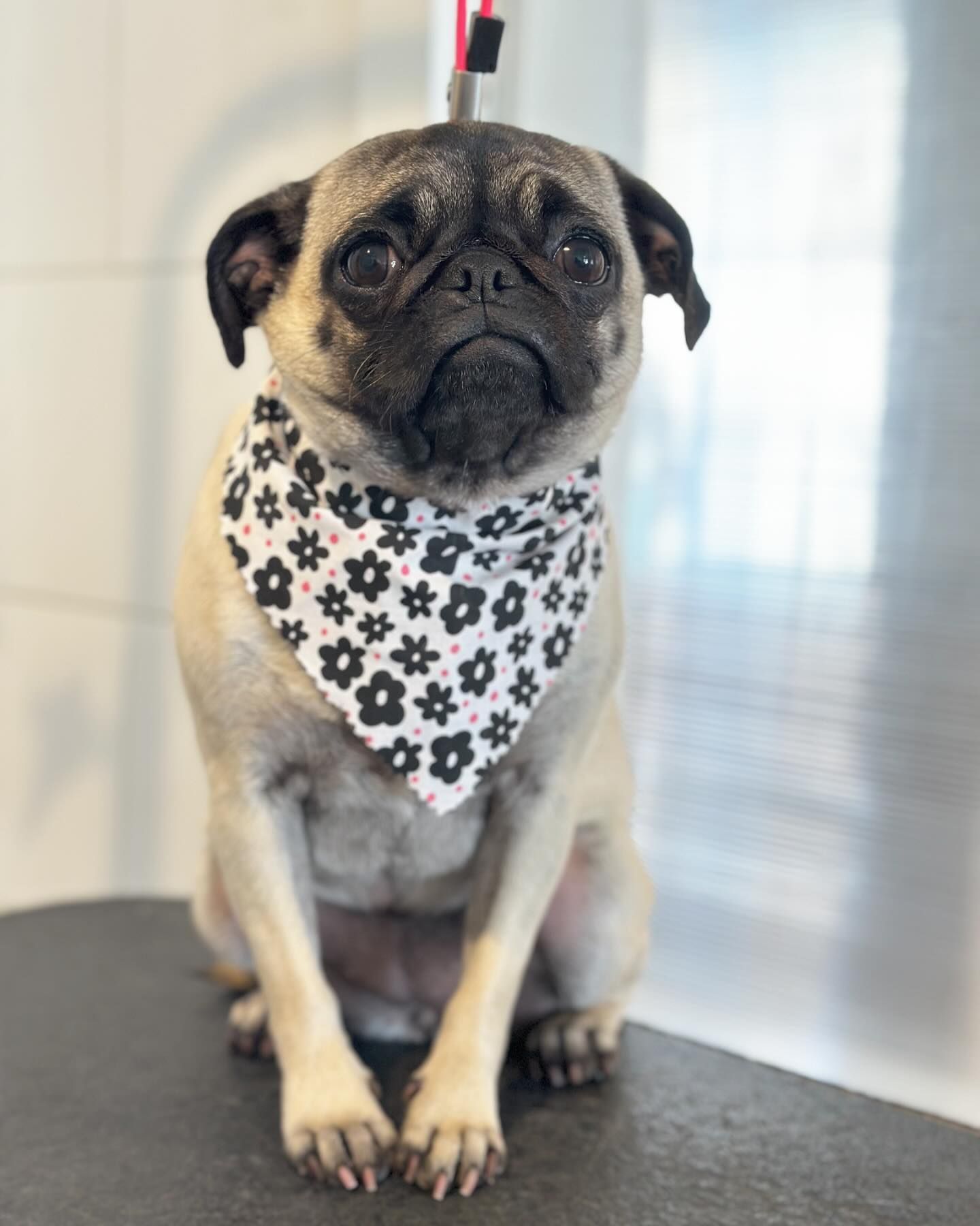 Small pug wearing a white floral bandana, sitting on a grooming table
