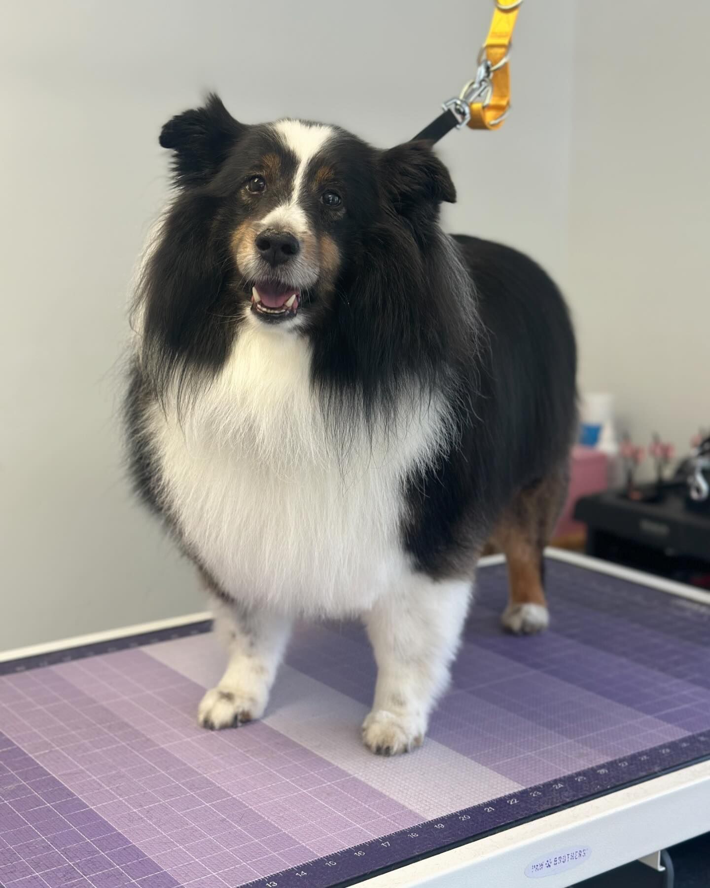 Black-and-white dog standing on a grooming table with a yellow leash attached