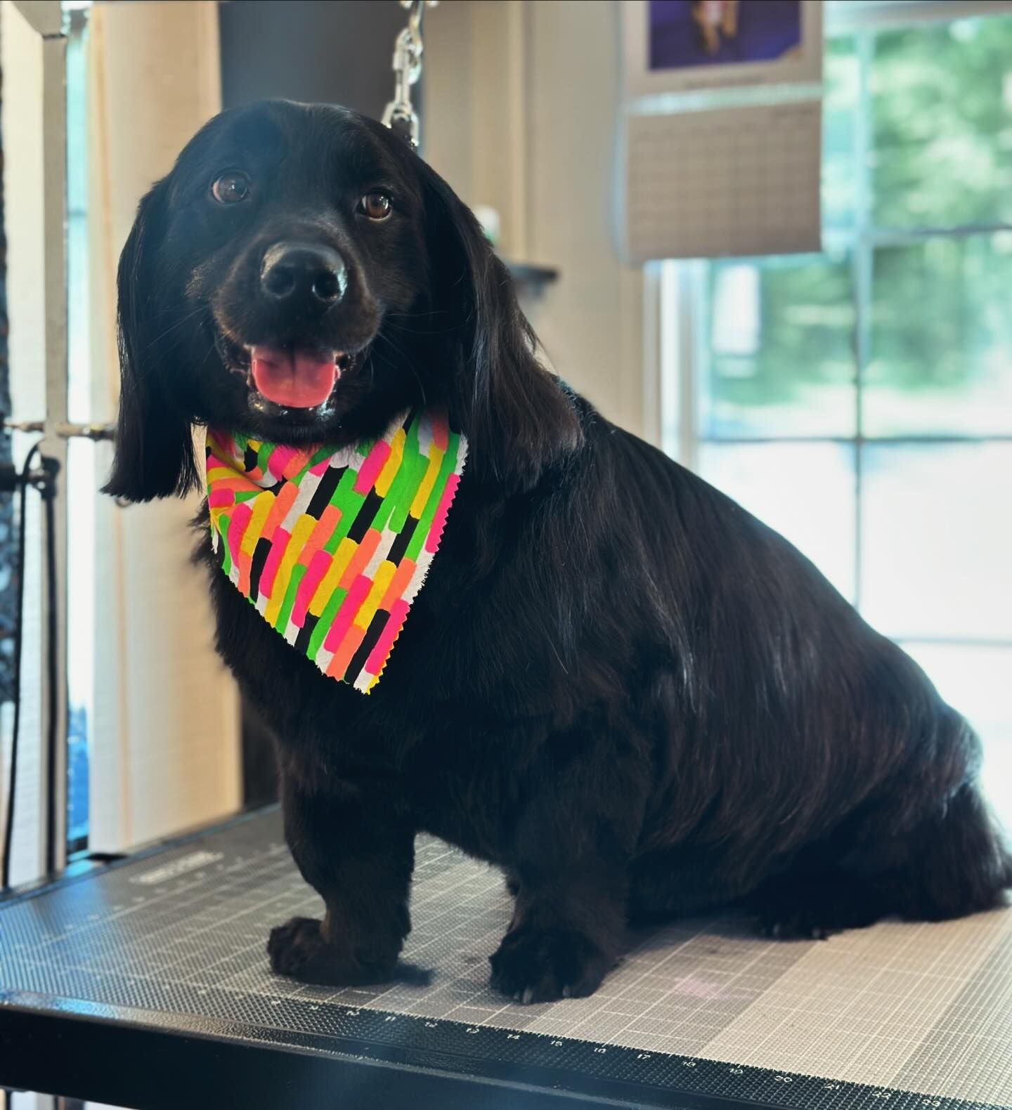 Black long-haired dachshund wearing a colorful bandana sits on a table by a window.