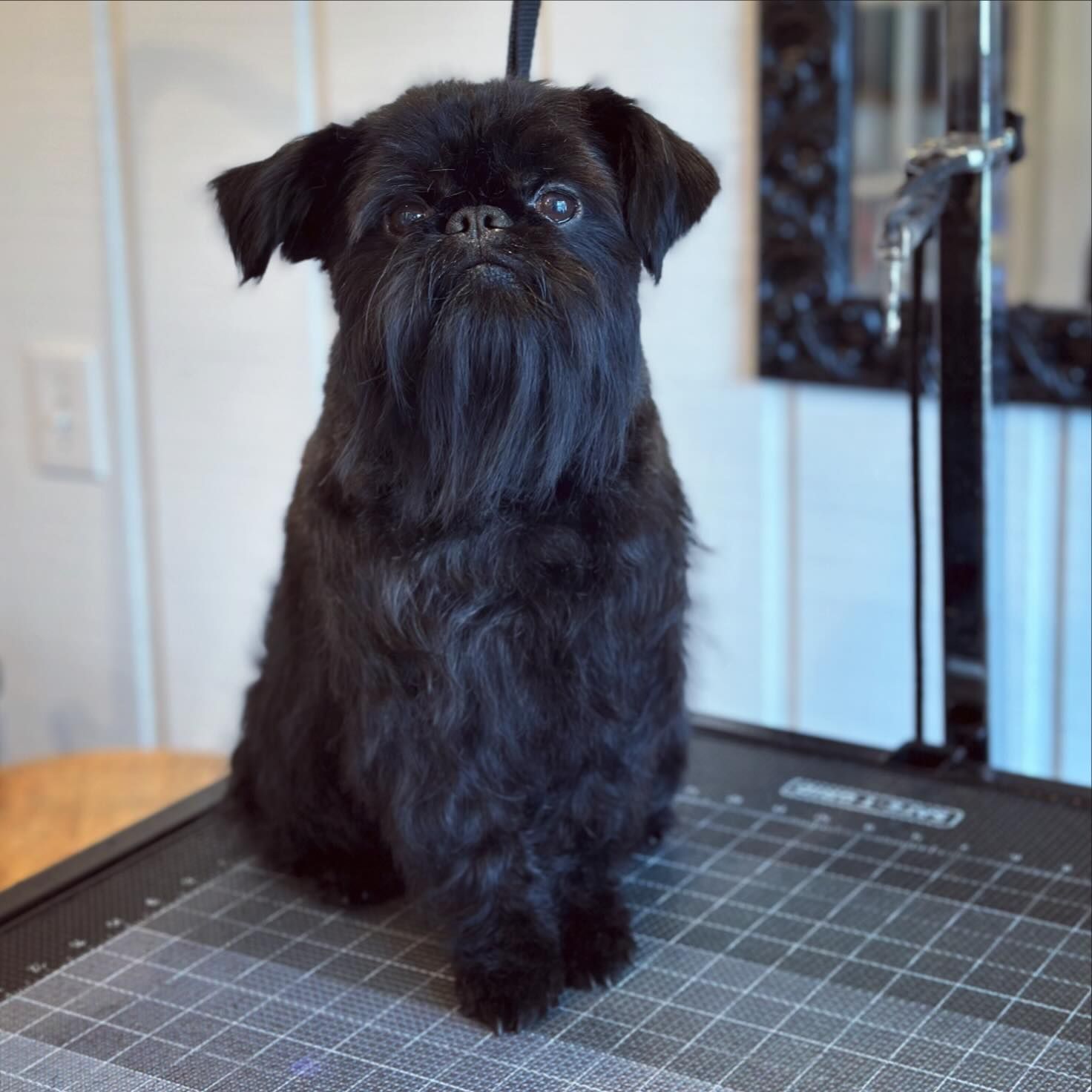 Small black dog sitting on a grooming table, facing forward.