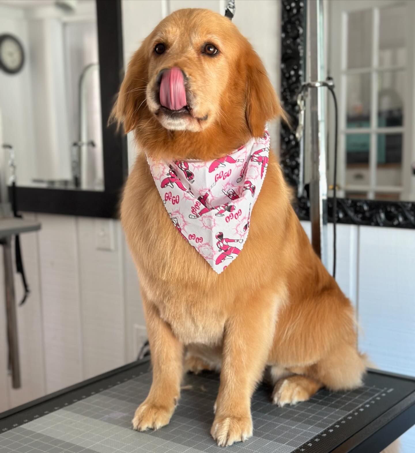 Golden retriever sitting on a grooming table, wearing a pink bandana and licking its nose.
