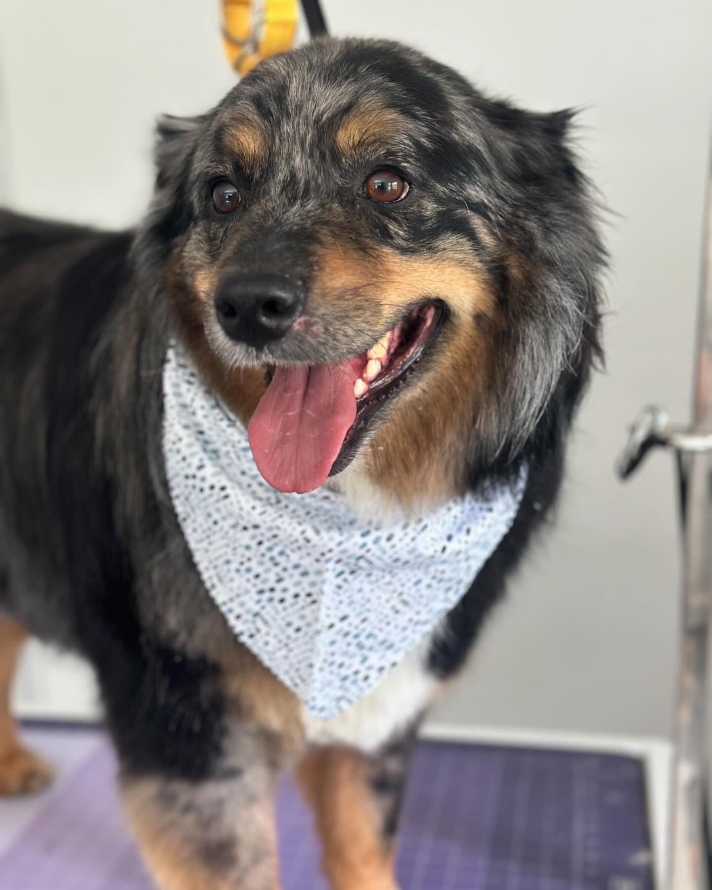 Black-and-tan dog wearing a white bandana, standing and panting on a grooming table.