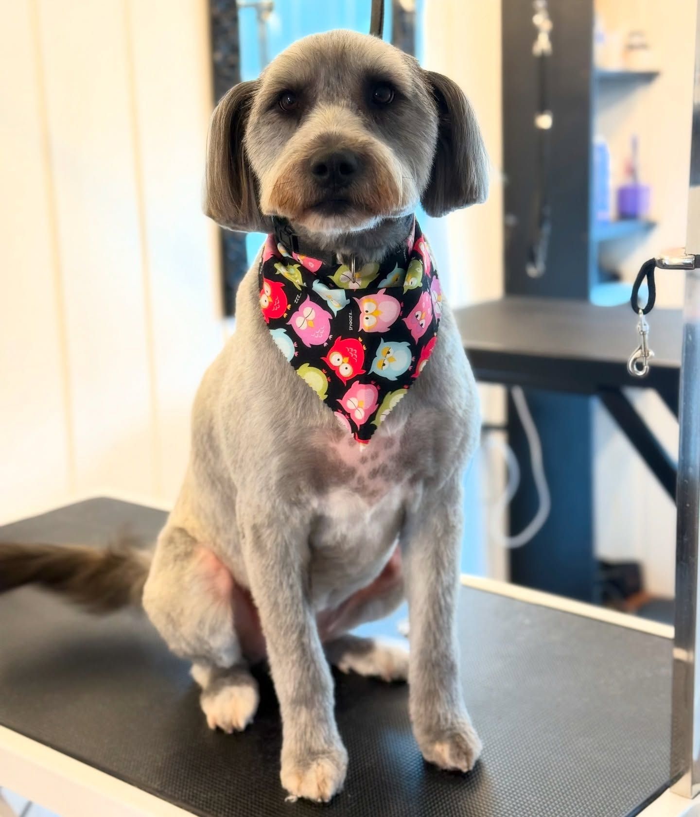 Small gray dog wearing a colorful bandana, sitting on a grooming table indoors.