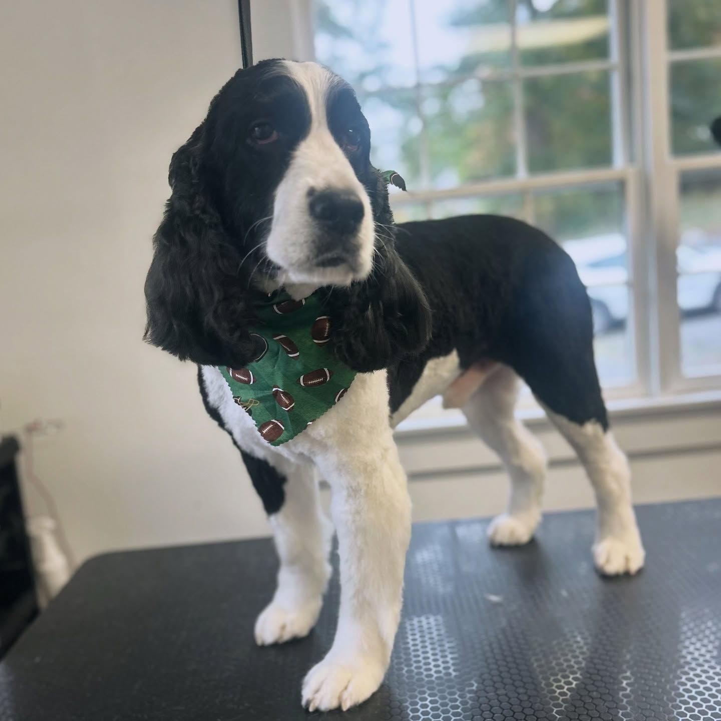 Black-and-white dog wearing a green bandana standing on a grooming table indoors