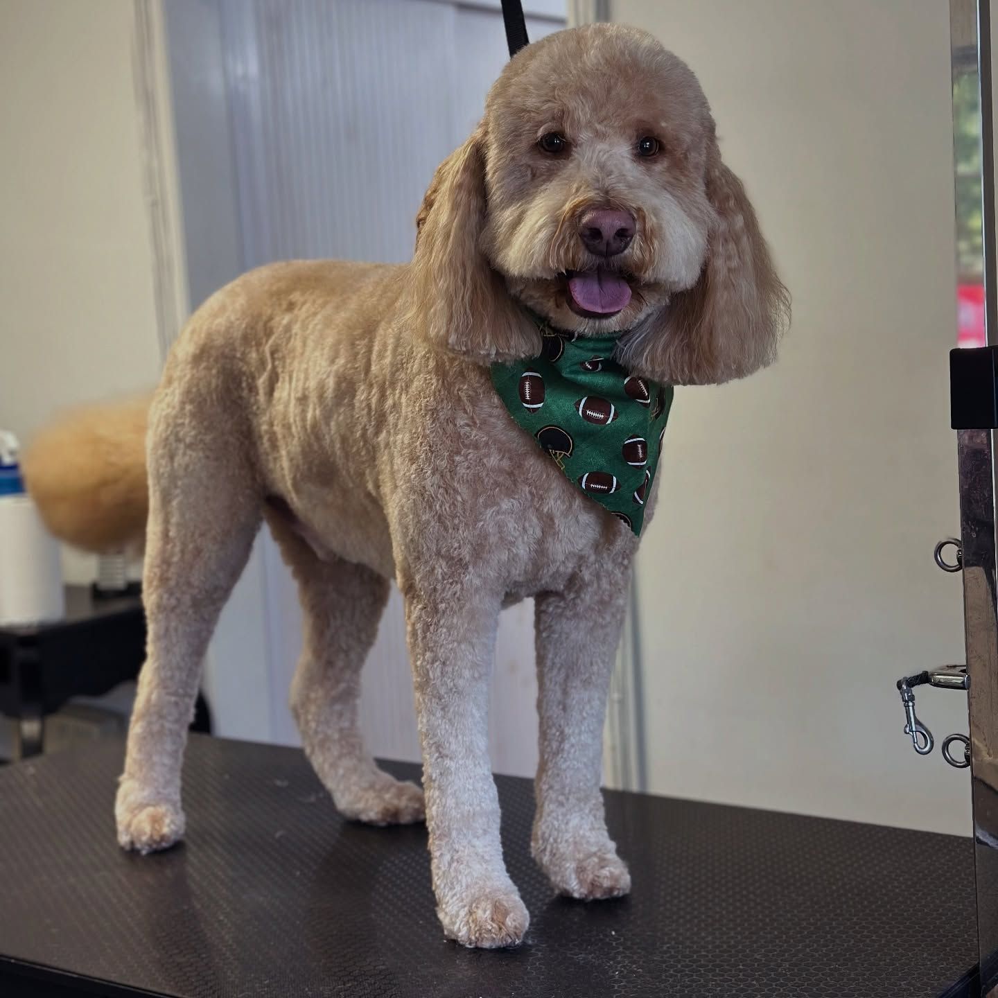 Small tan poodle standing on a grooming table, wearing a green bandana and panting