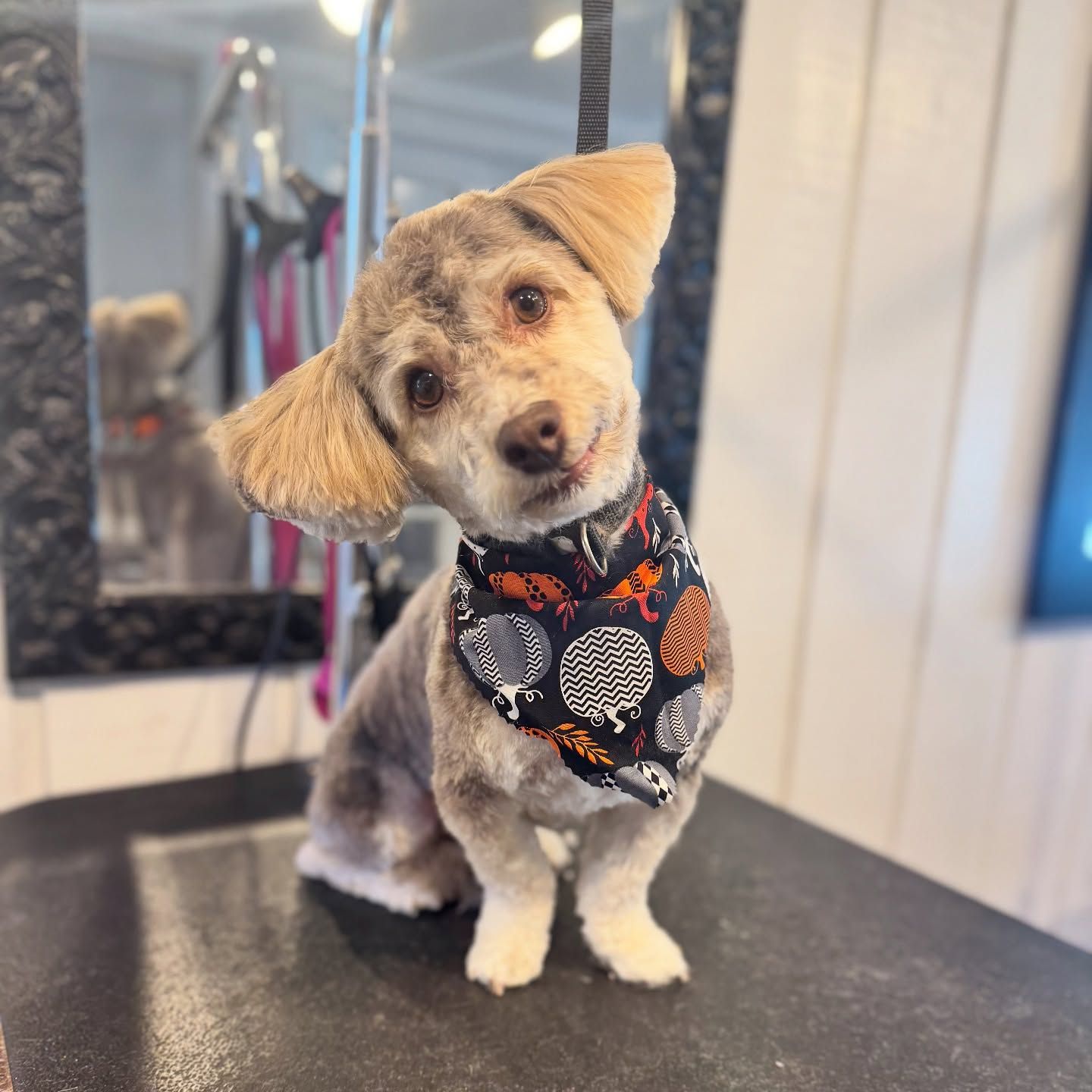 Small curly-haired dog with tilted head, wearing a patterned bandana, sitting on a grooming table.